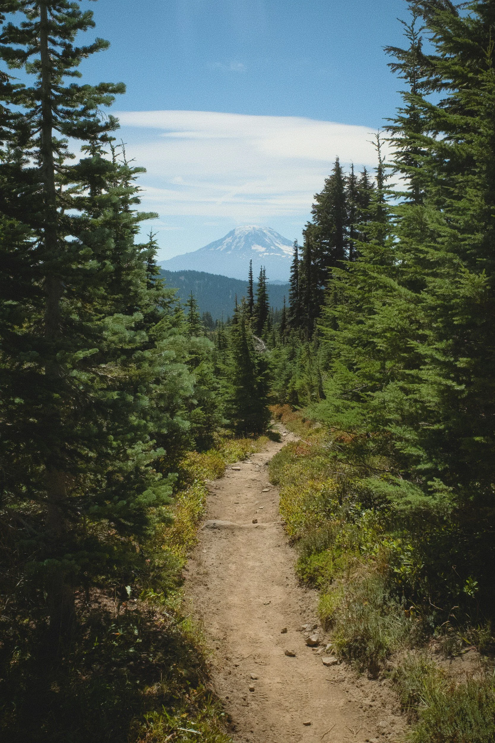Forest, mountains, and a trail