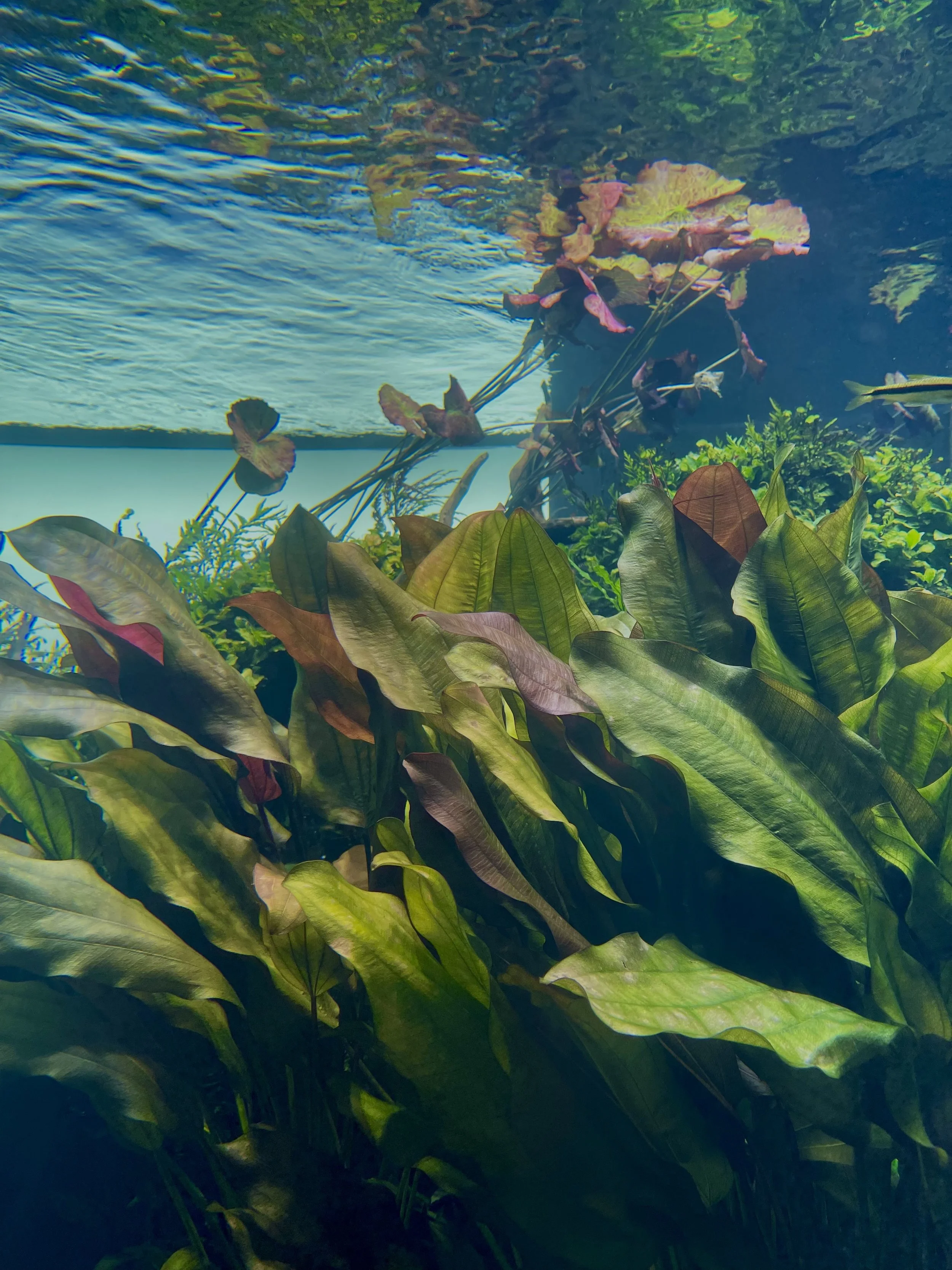 Photo of an aquarium with live plants