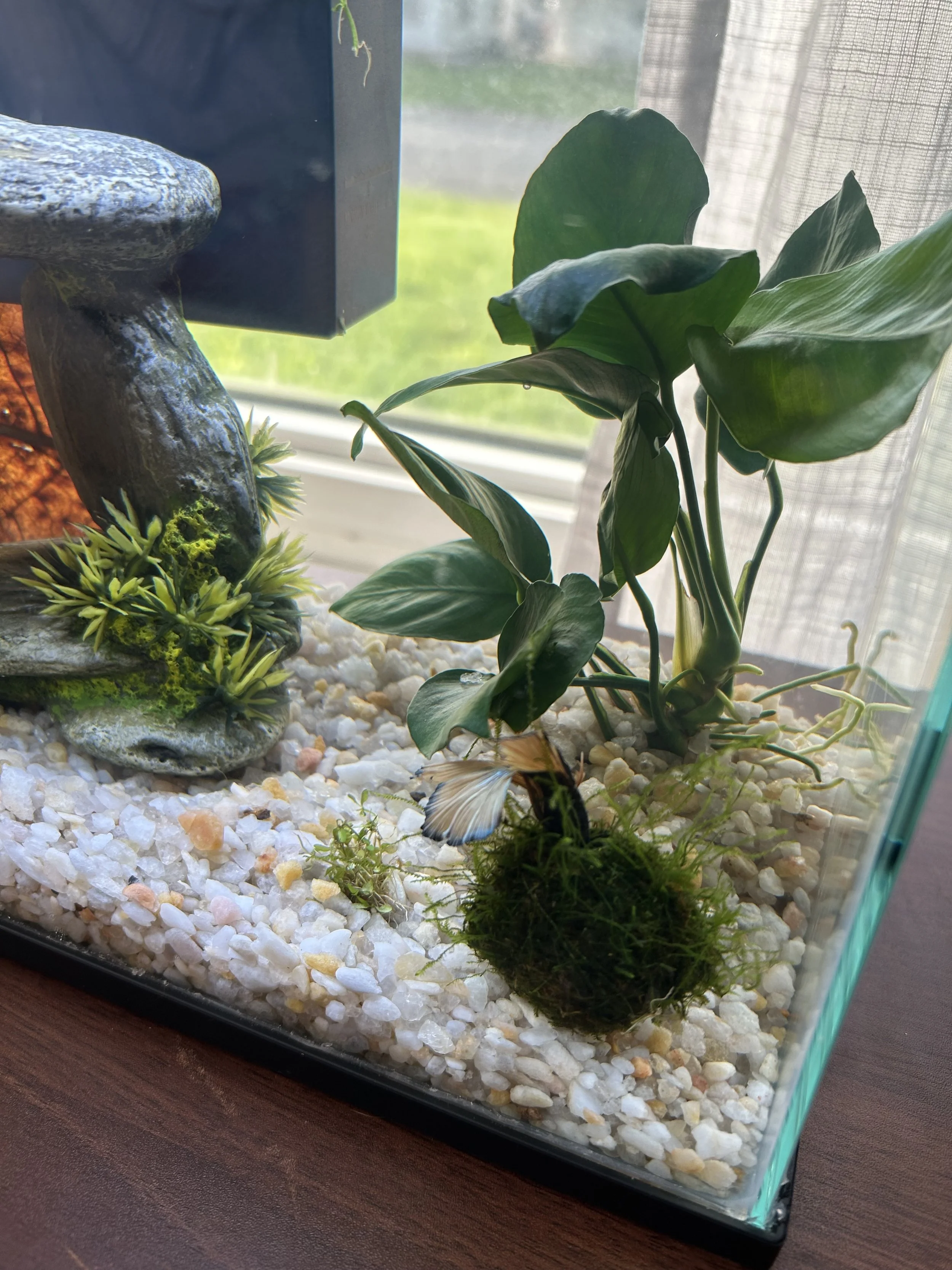 Betta fish poking out of a moss ball