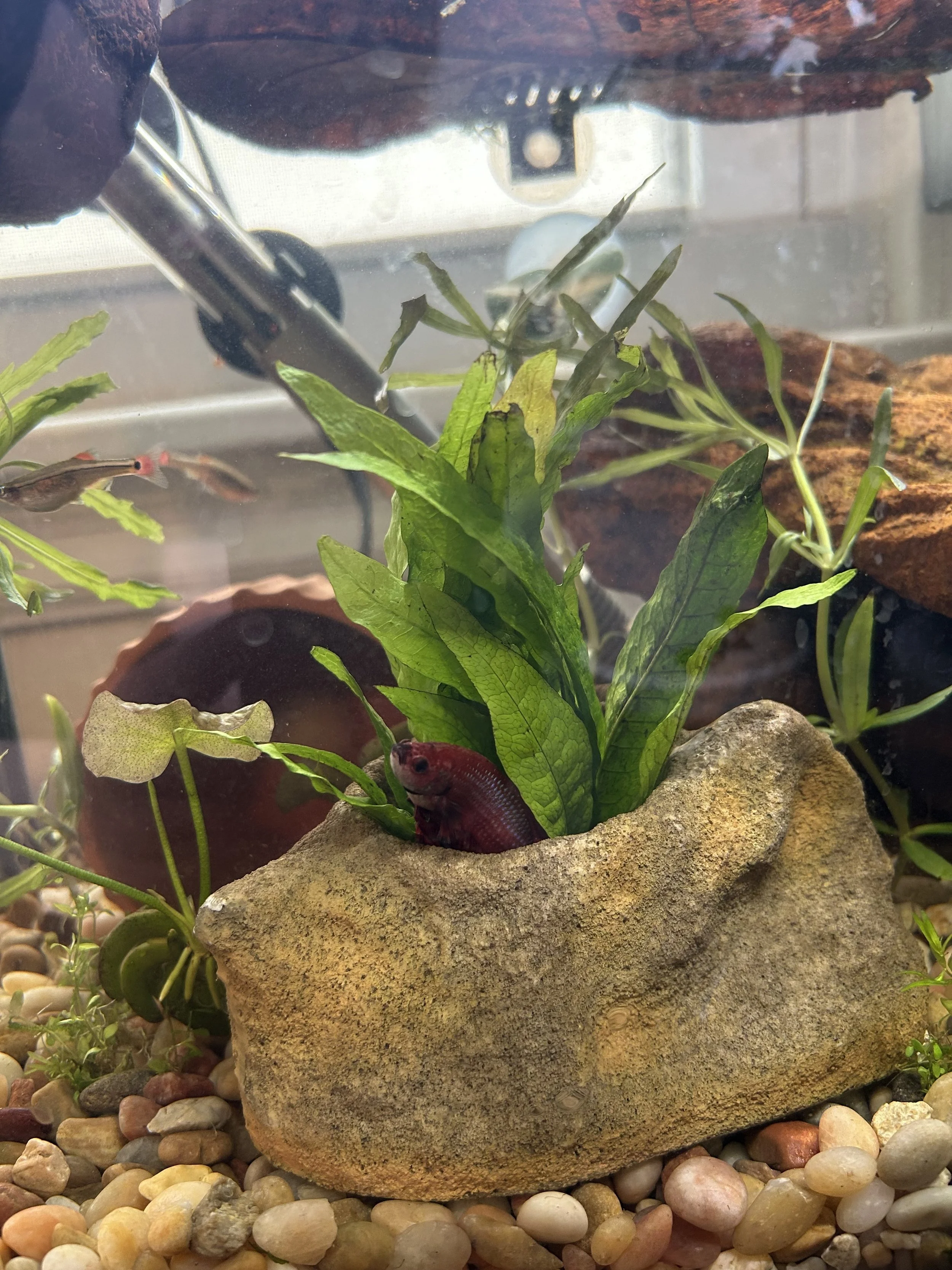 Red betta fish poking out of a rock hide with live plants
