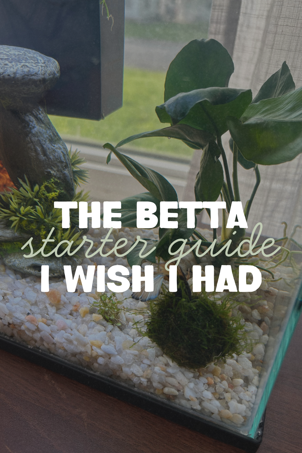 The Betta Starter Guide I Wish I Had