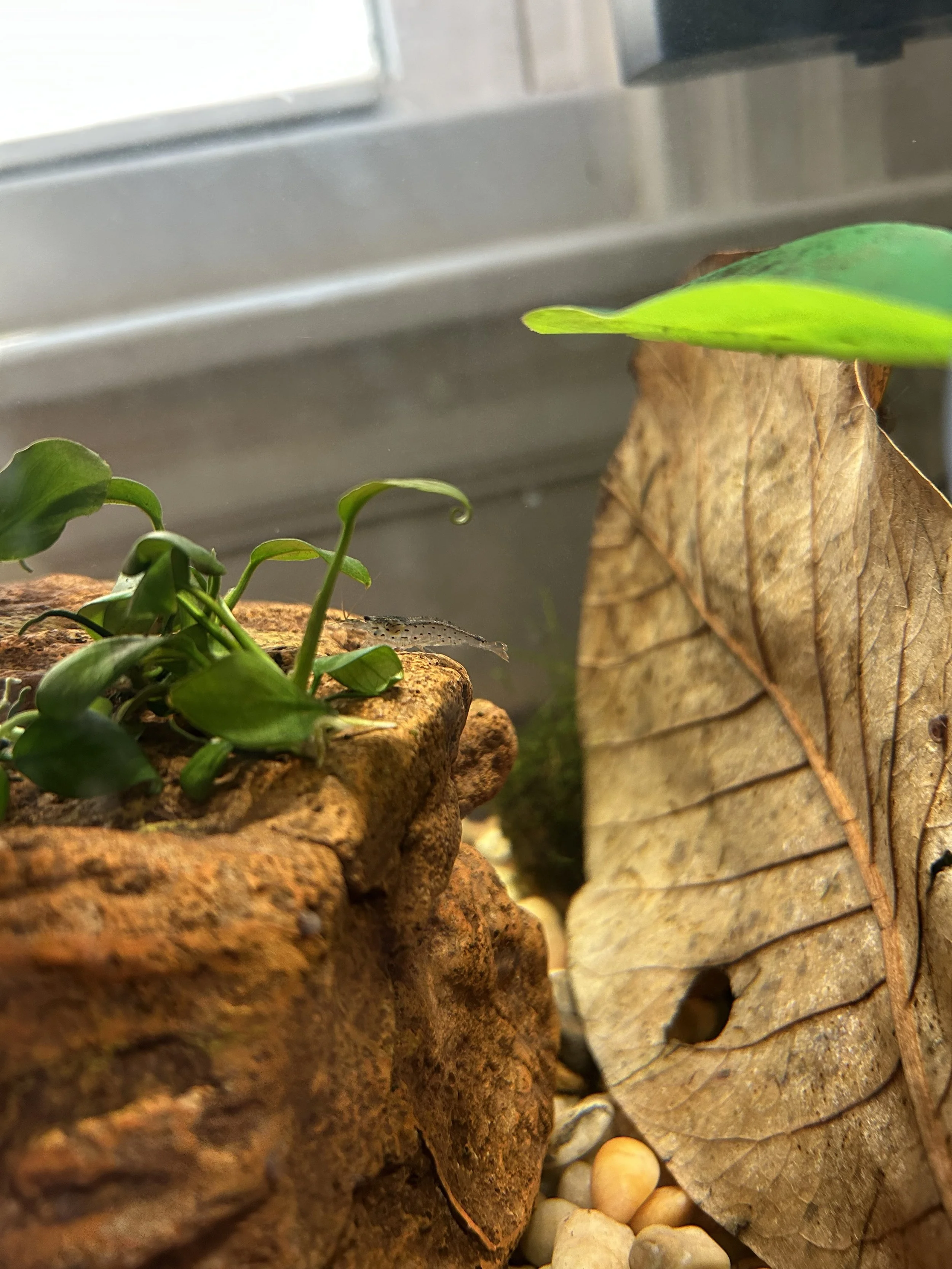 A shrimp in a betta tank