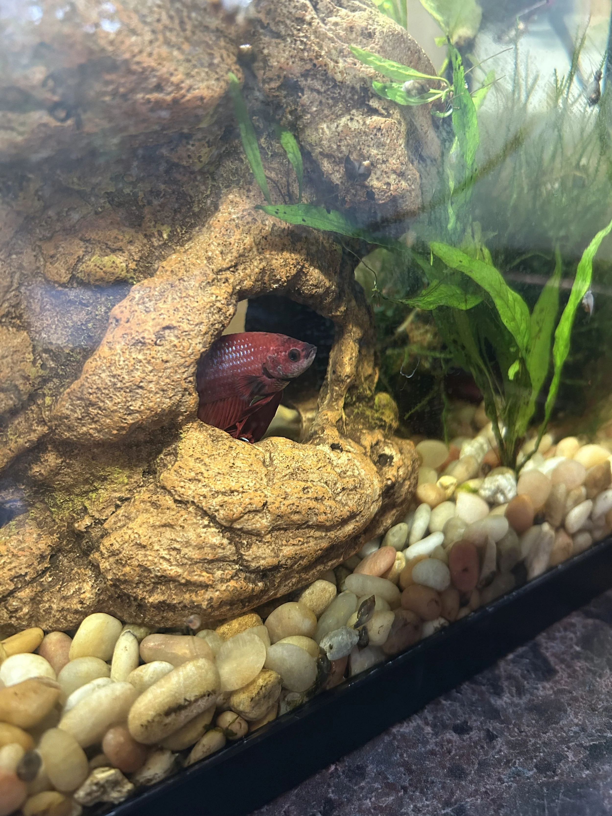 Picture of a red betta fish in his tank, poking out of a rock hide