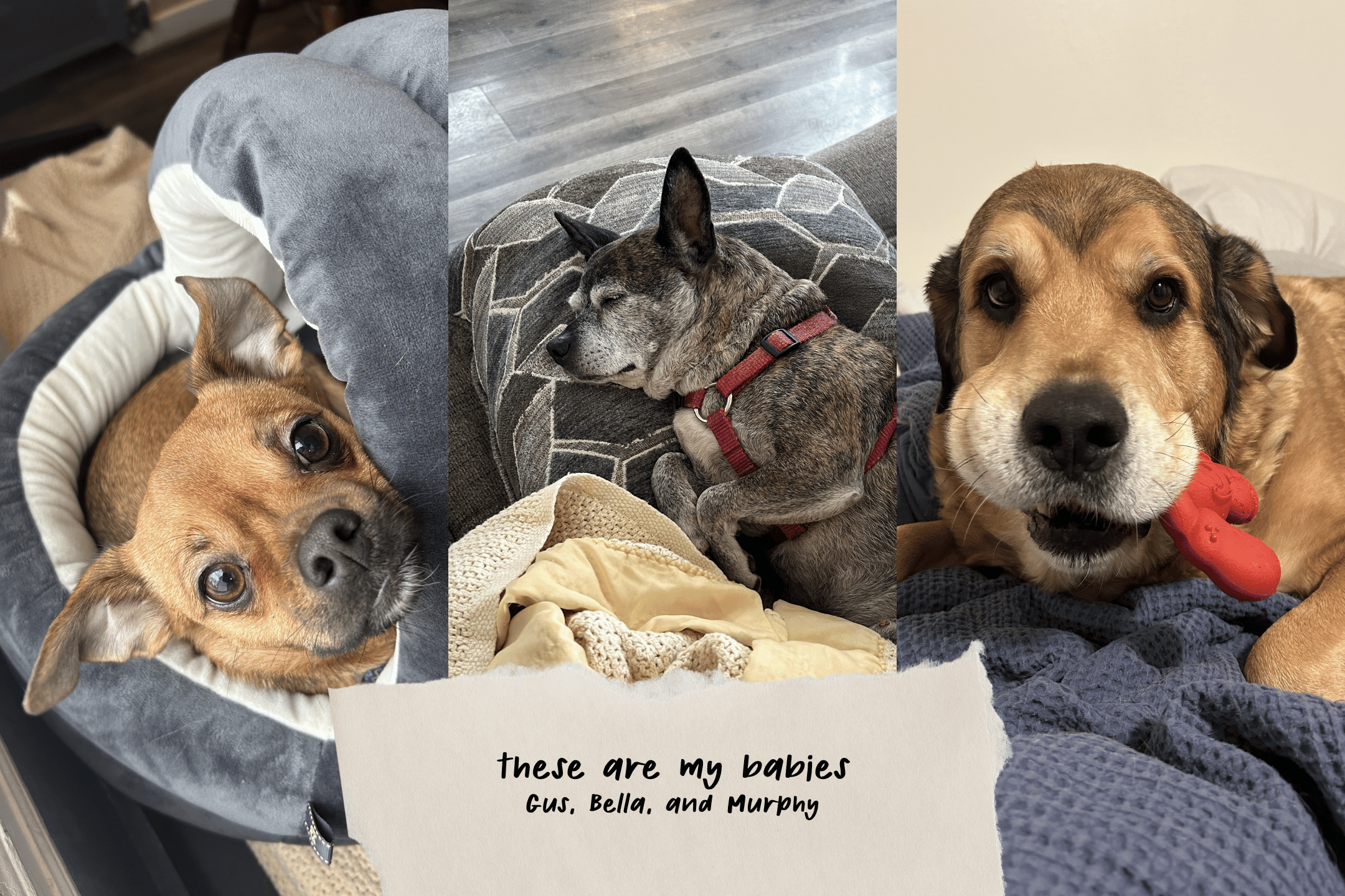 Photo of Marin's three dogs. The text says, "These are my babies: Gus, Bella, and Murphy."