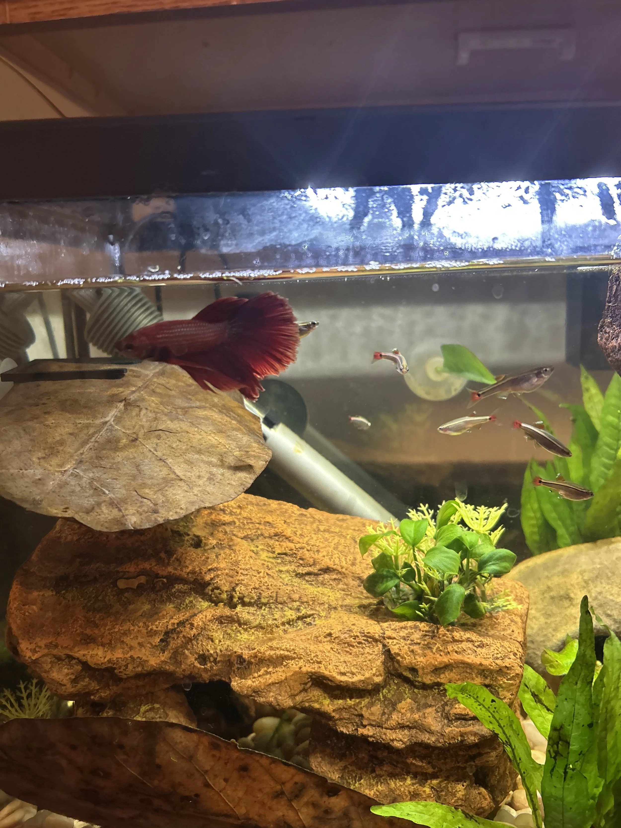 Red betta fish and neon tetras