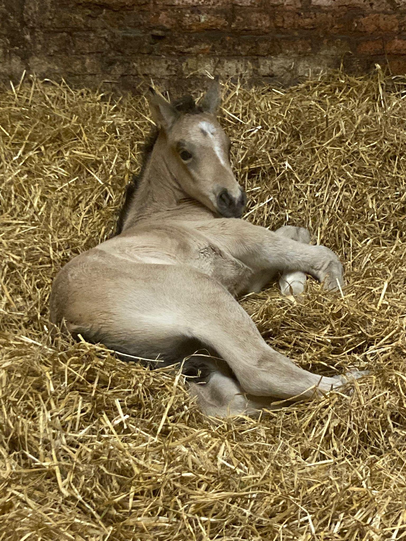 Weaning Your Foal 