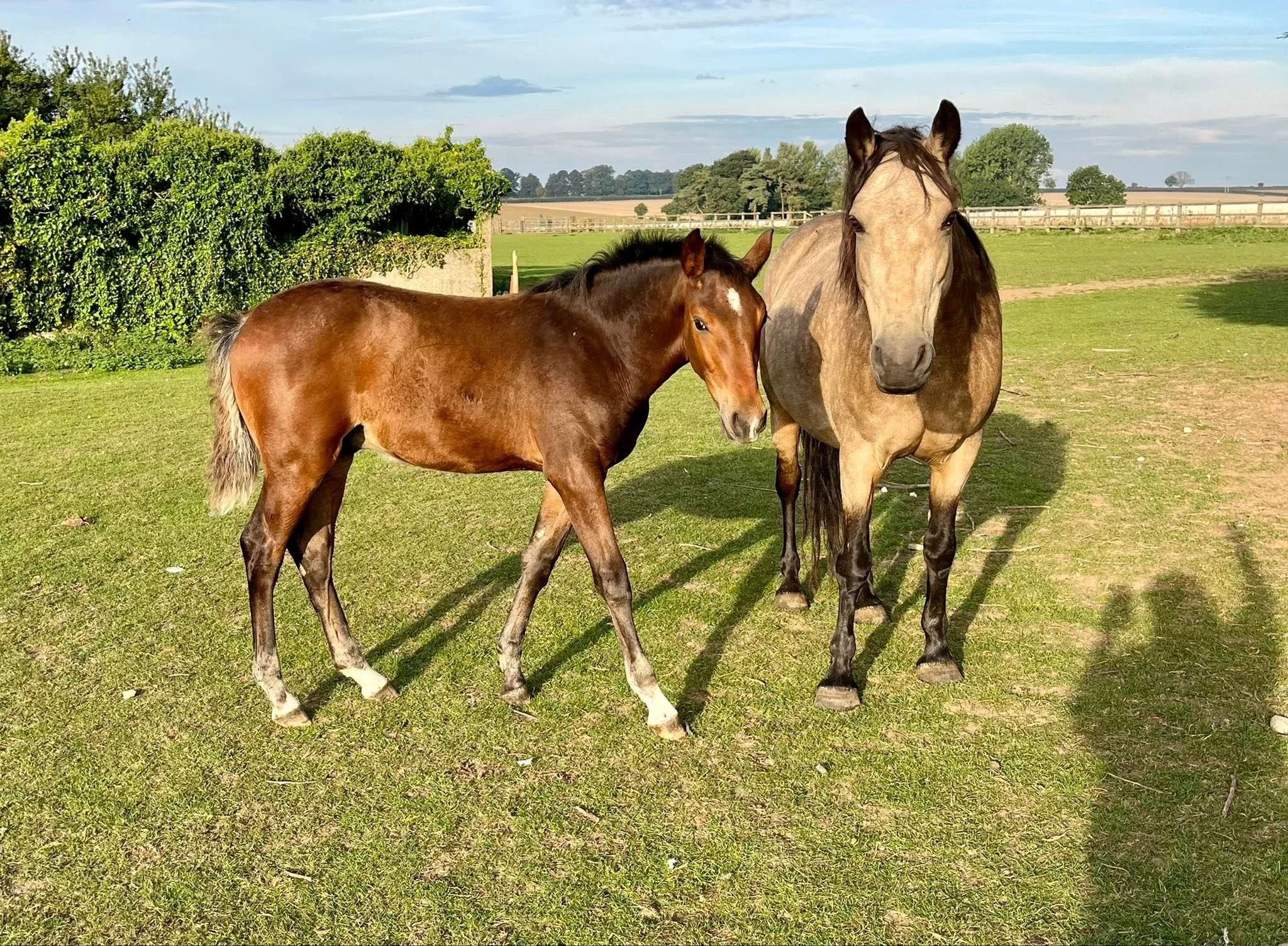 Preparing Your Broodmares &amp; Foals for Autumn: Weaning, Nutrition and Yard Routines.