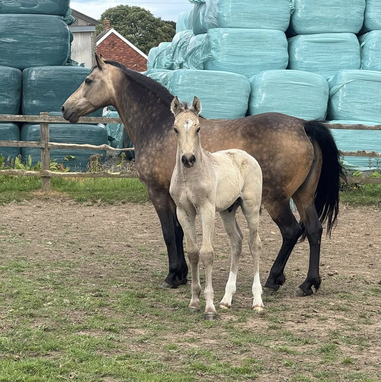 Mid Season Update: Why June is the Perfect Time to Choose A Connemara Sire