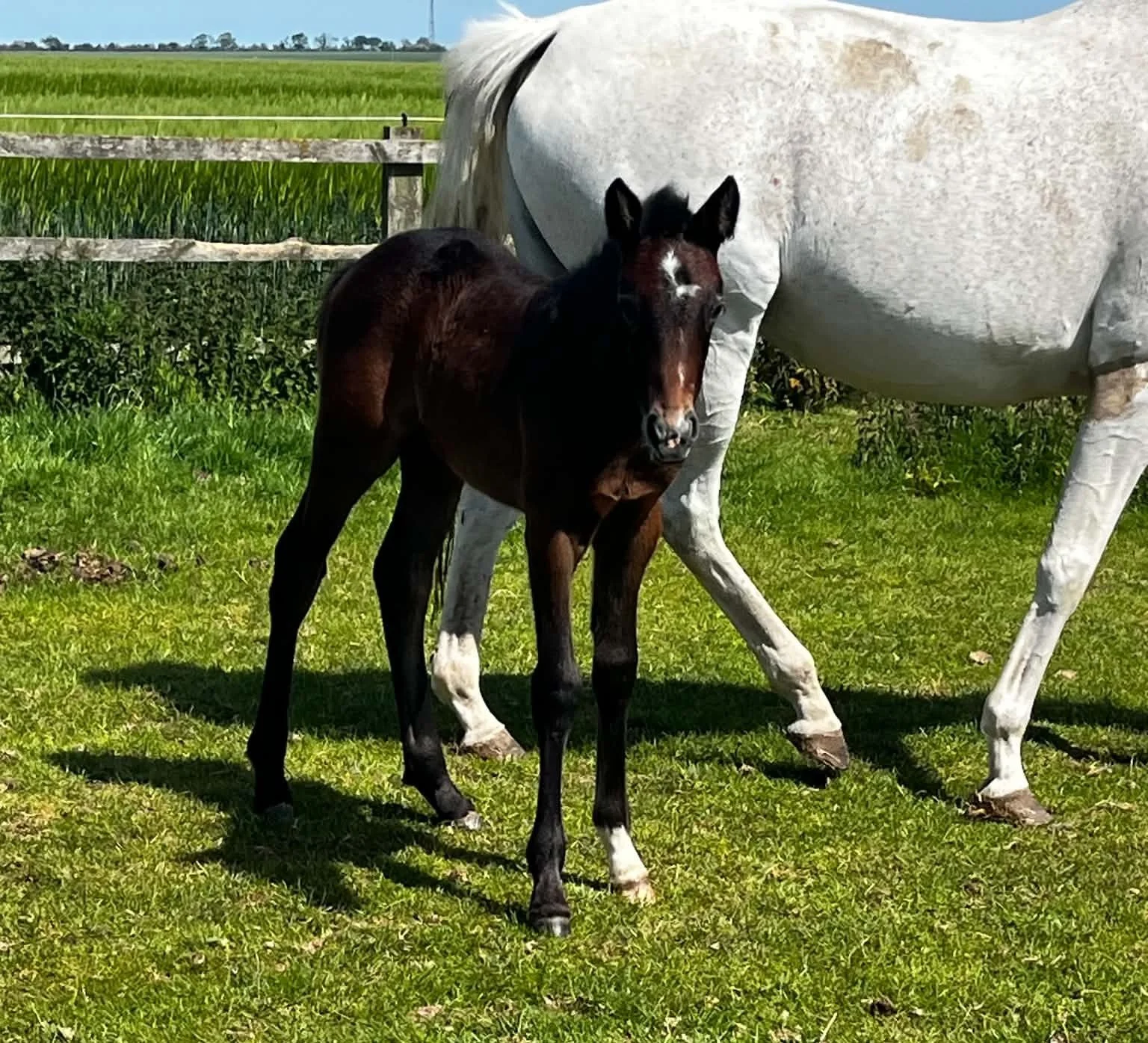 The Perfect All-Rounder: Why the Connemara Cross is Winning the Amateur Market