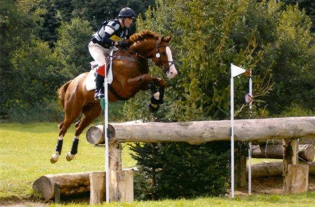 Forinth - advanced eventer stallion