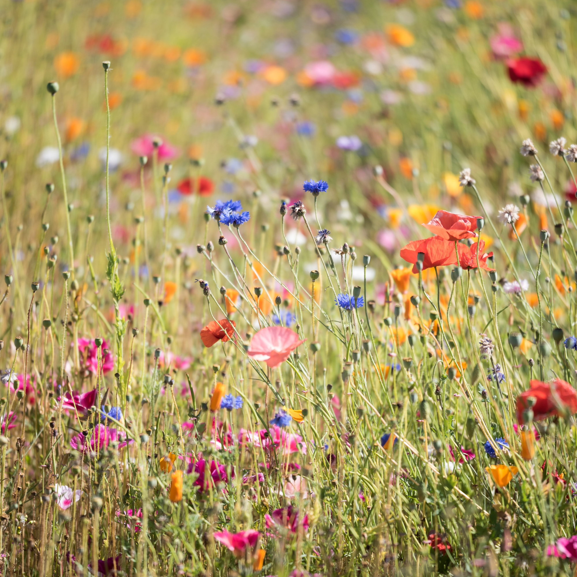 A field of wildflowers in various colors including blue, pink, orange, red, and purple, with a blurred background of more flowers and grasses.