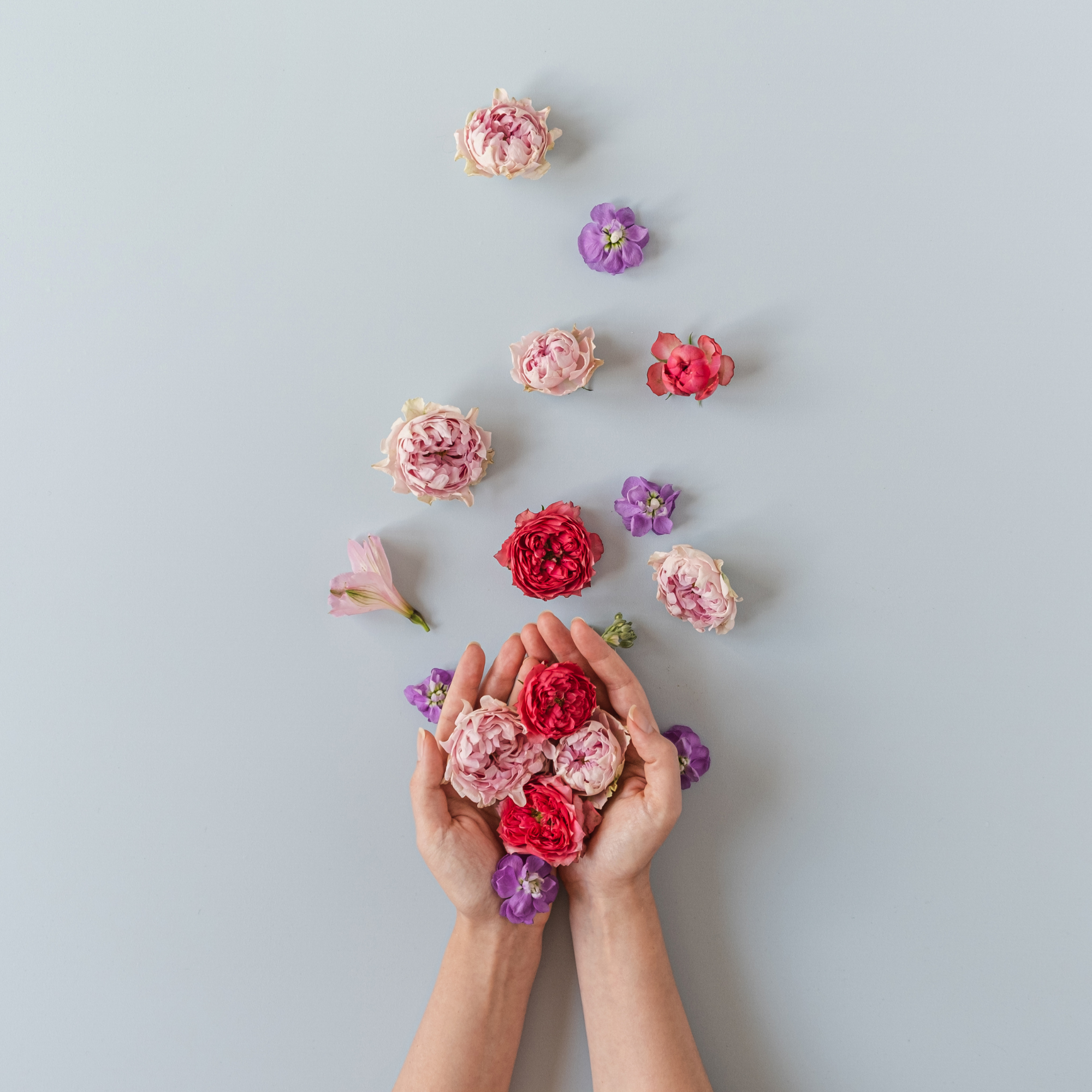 Hands arranging pink, red, and purple flowers on a light blue background.