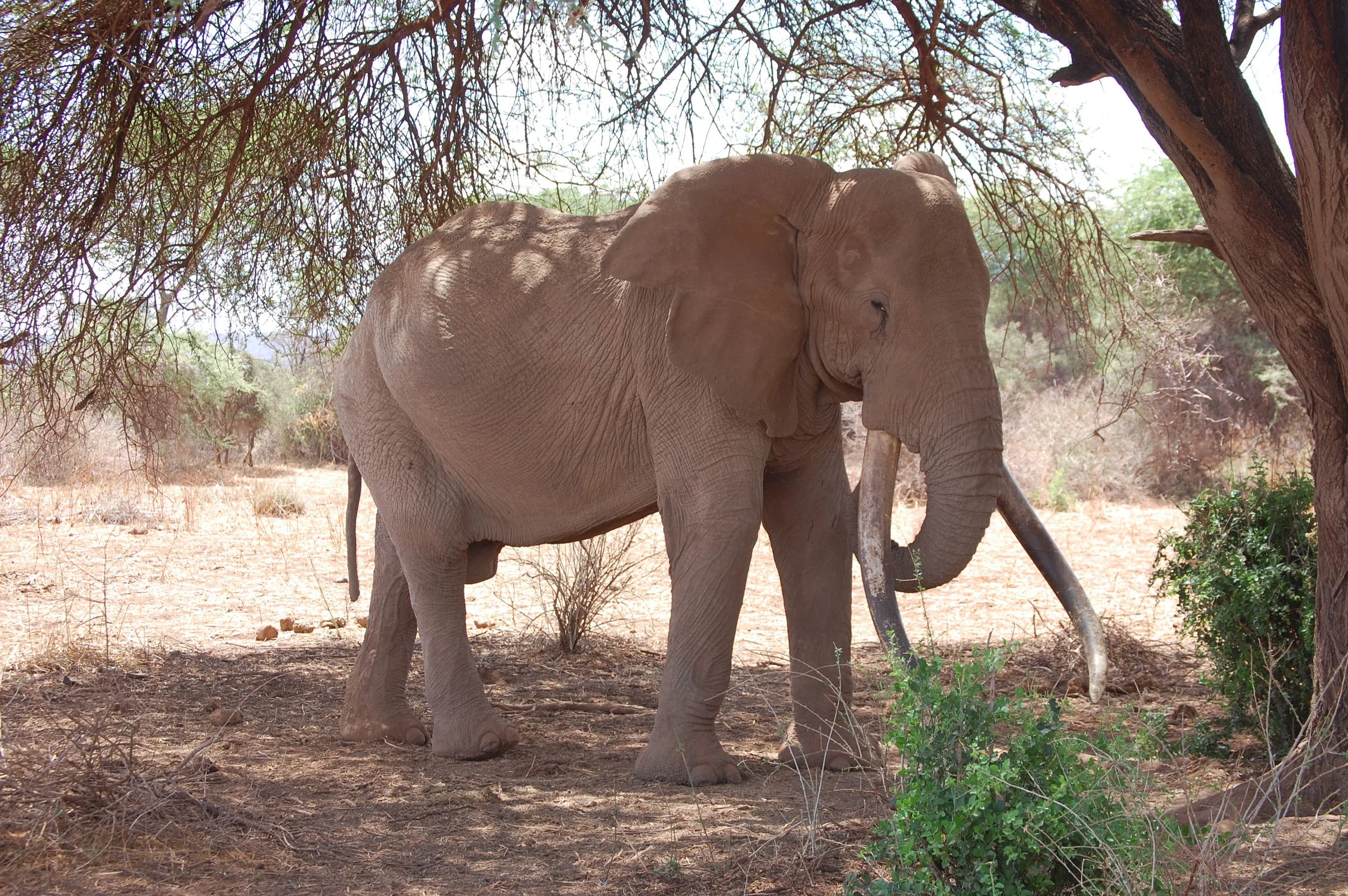 An adult elephant standing under a large tree in a dry, open landscape with sparse vegetation and a clear sky.