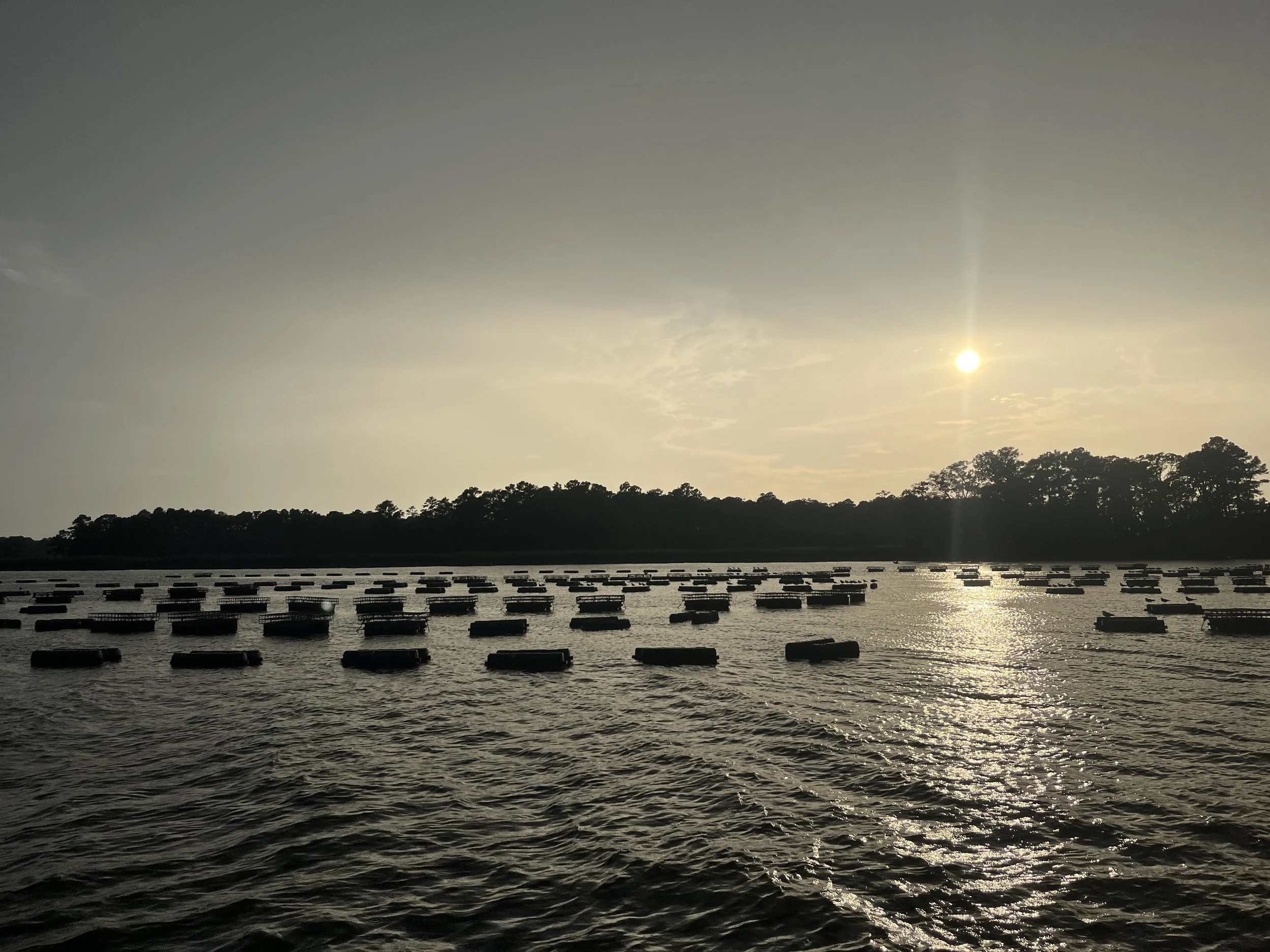 Orchard Point Oysters, a key Chesapeake oyster farm that partners with the ecco/project.