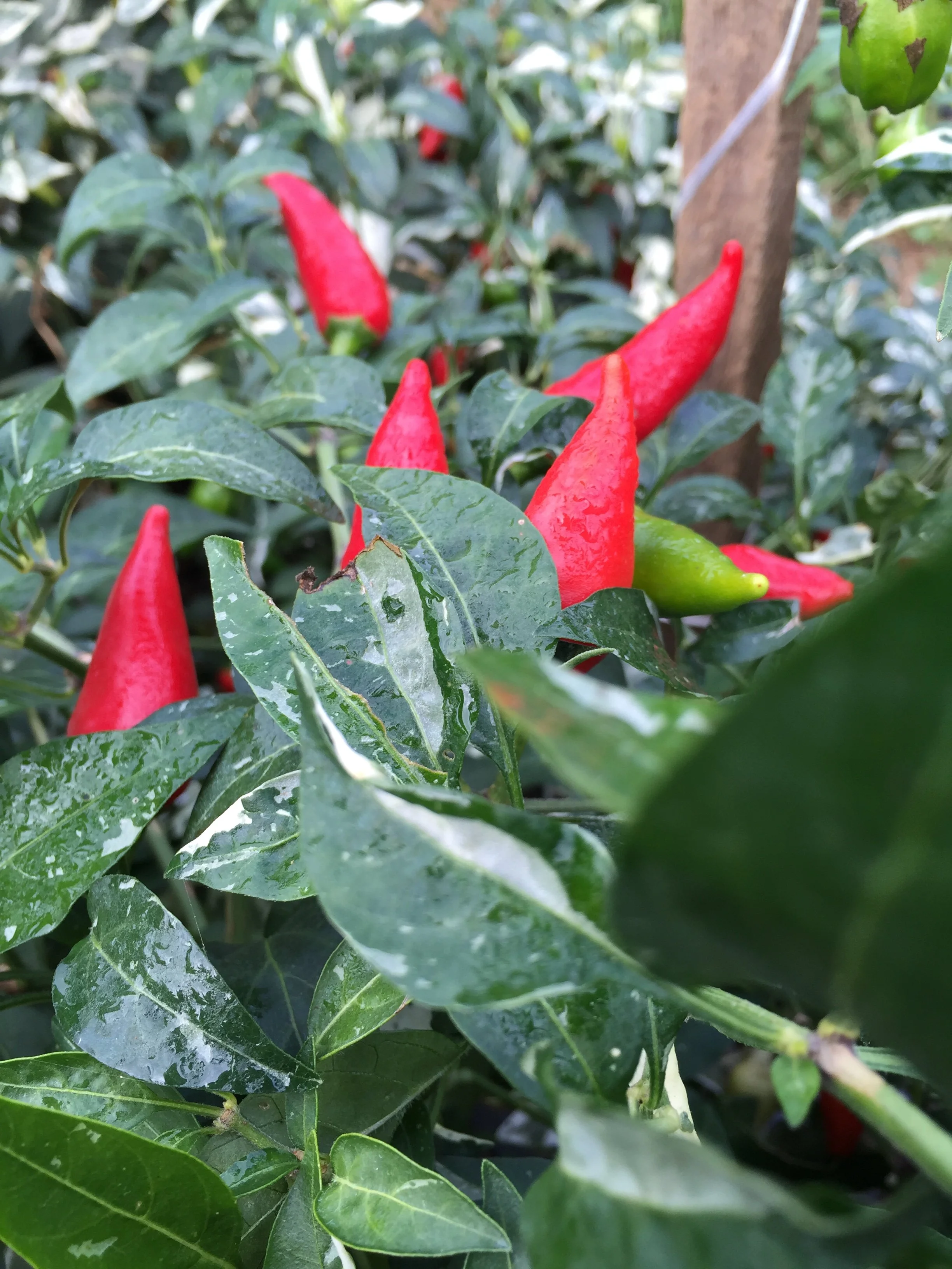 Fish peppers are a key ingredient in the Mid-Atlantic, used by all ecco/project restaurants