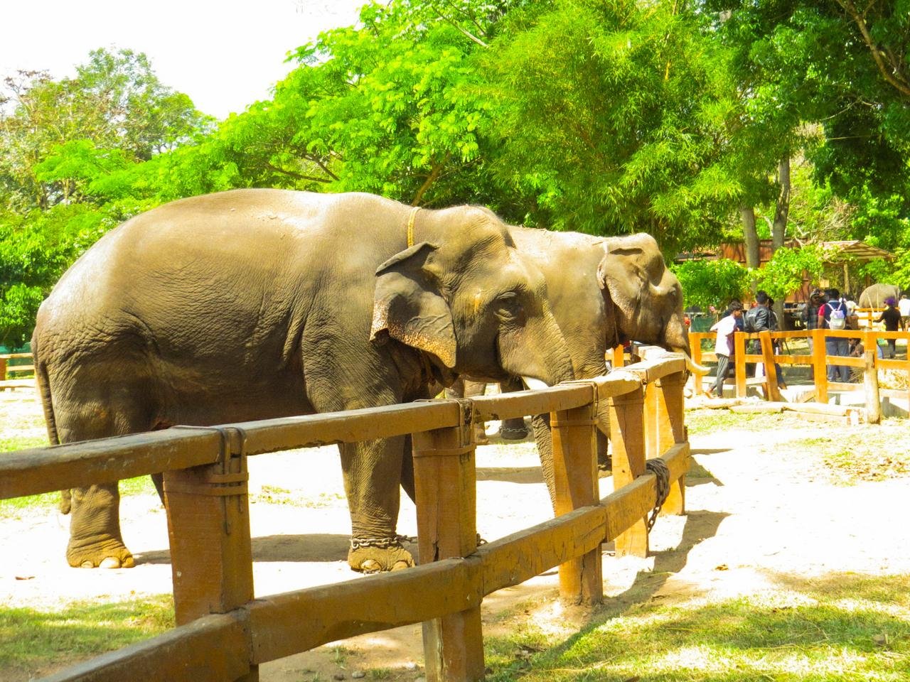 Elephant Picktures
