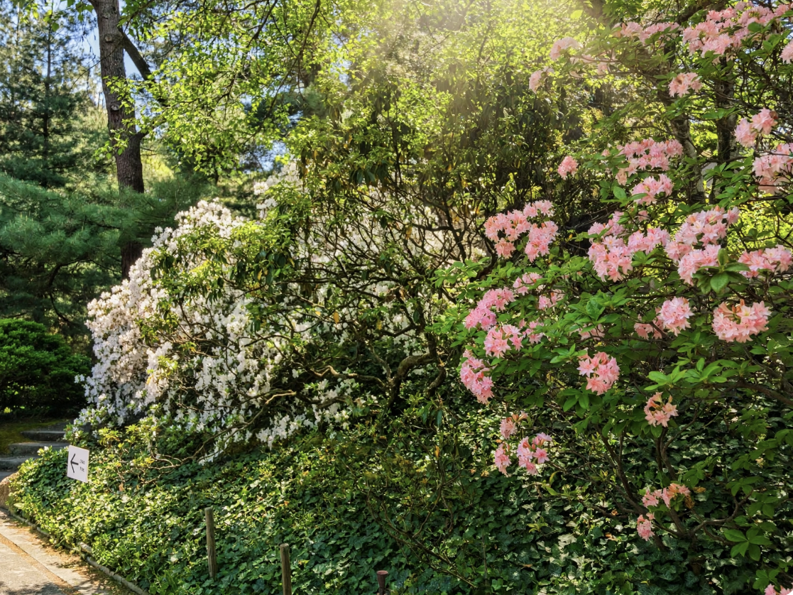 New York Bloom