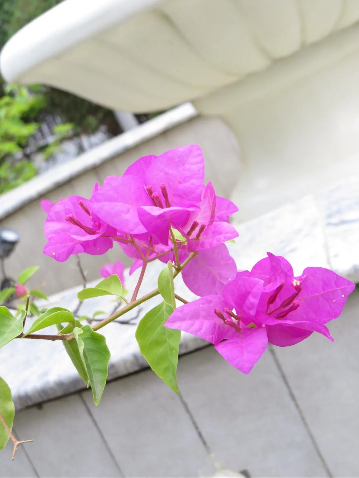 File Pink Bougainvillea Orignal Picture