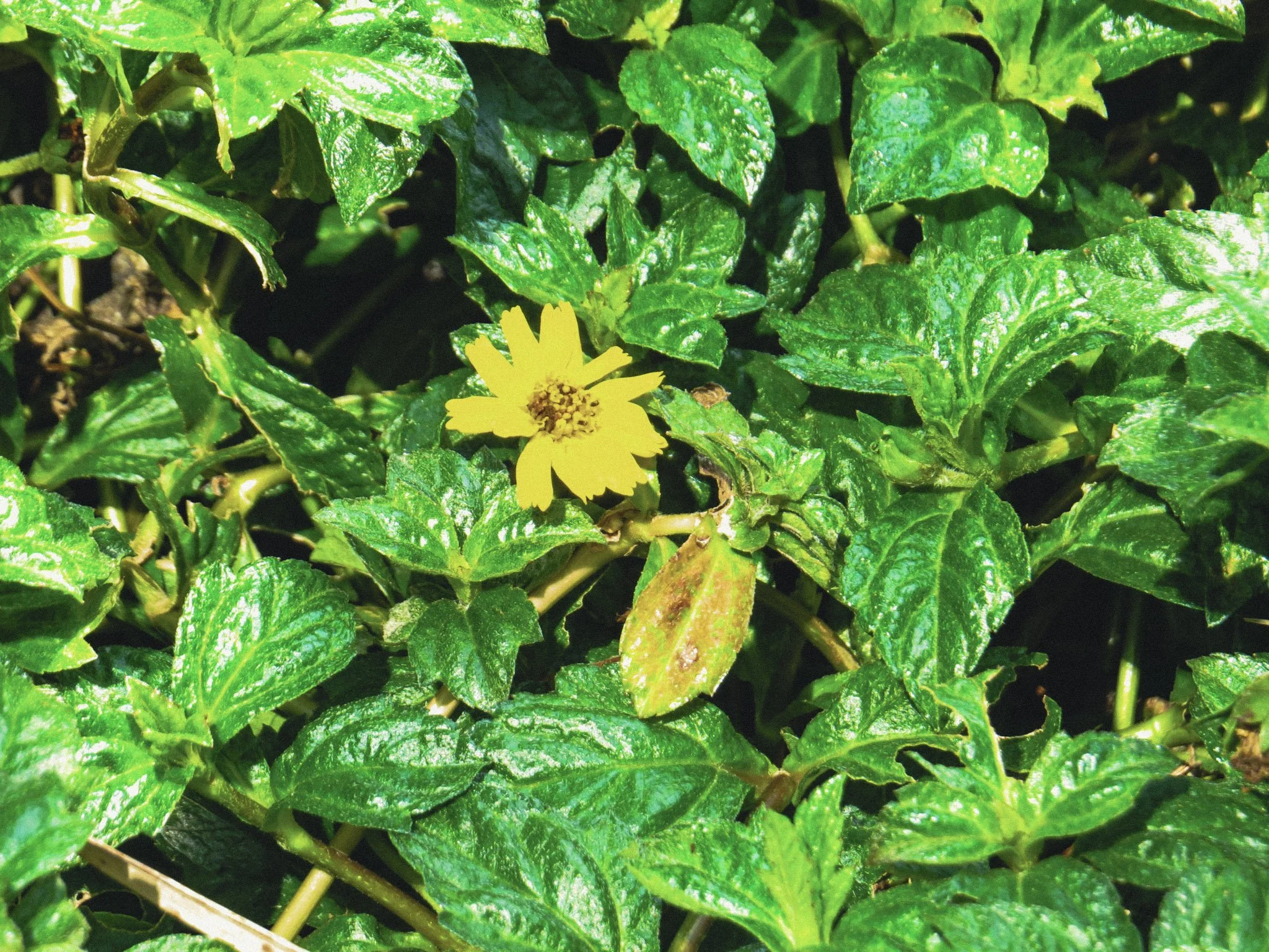 Mini Yello Flower