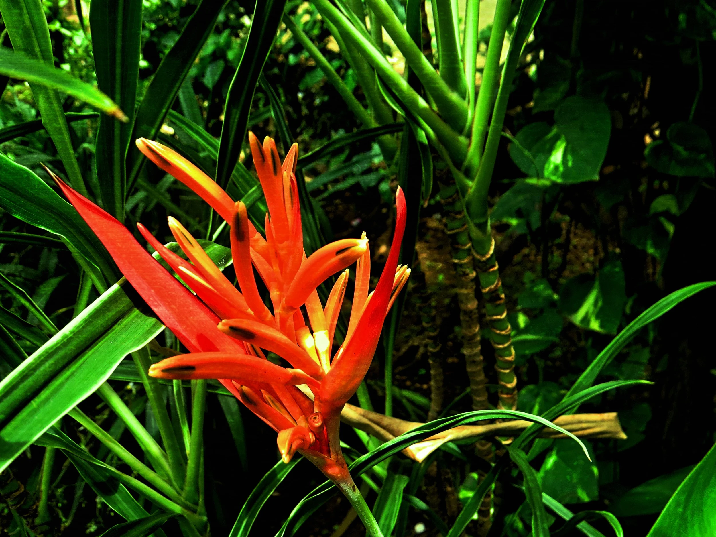 Tropical Radiance