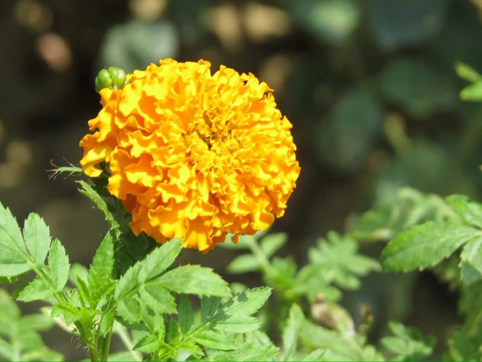 Yellow+Flower+Cluster+Picture+.jpg