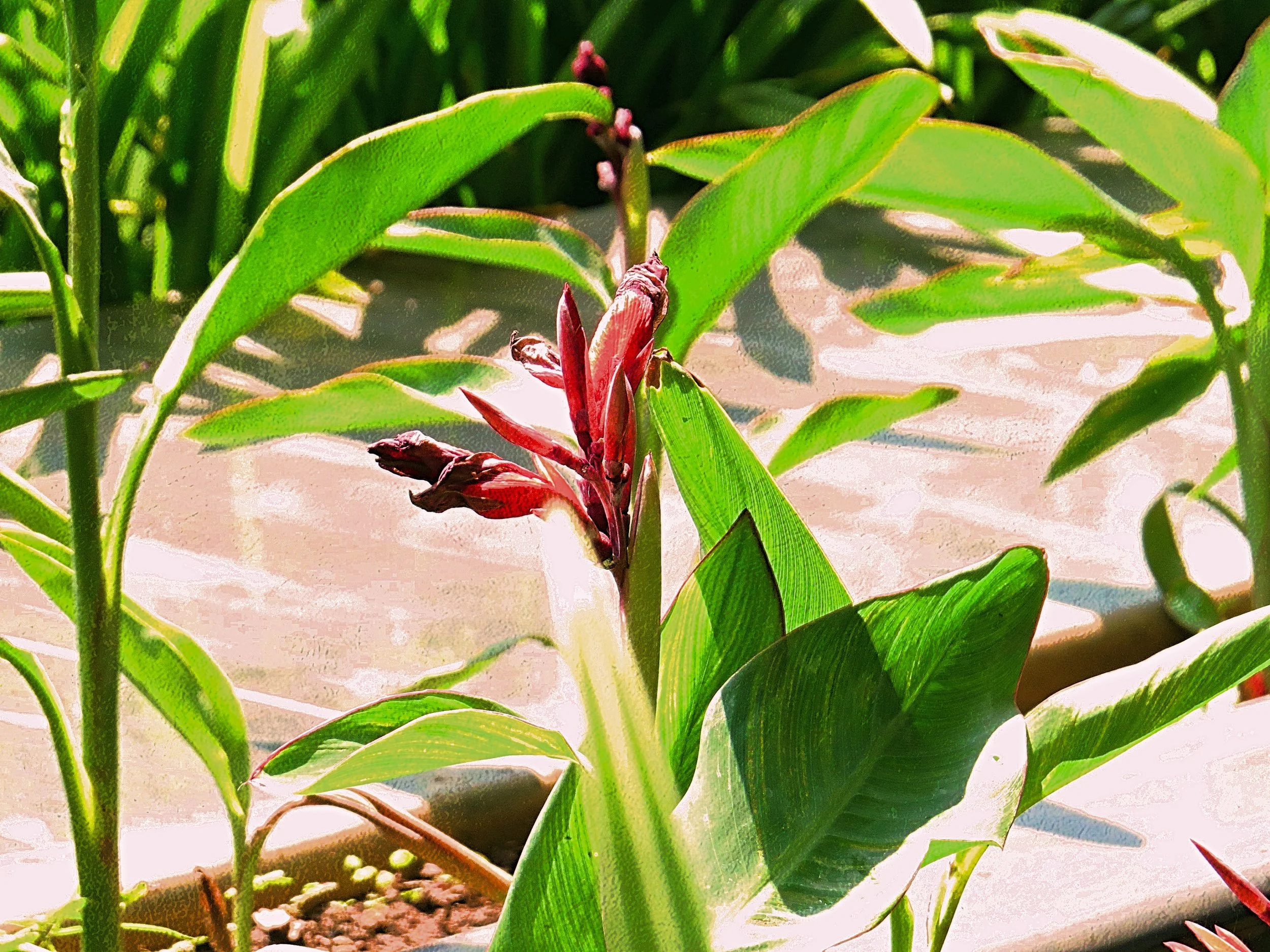 Close-up of green plants with elongated leaves and some red flower buds at the center, with soil at the base.