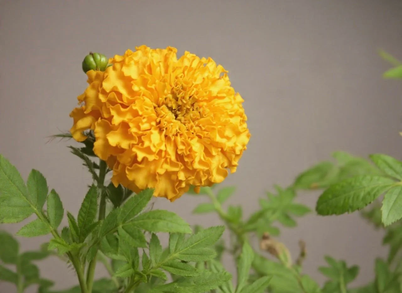 Yellow Flower Cluster Studio Picture