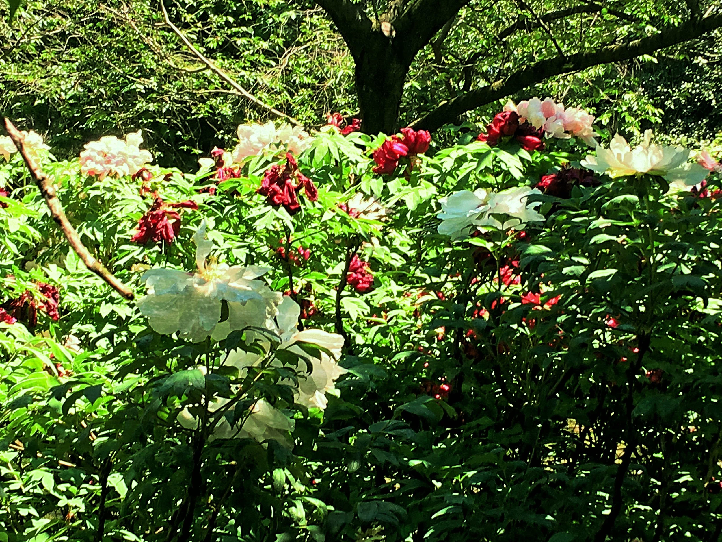 Crimson And Lvory Garden, New York City