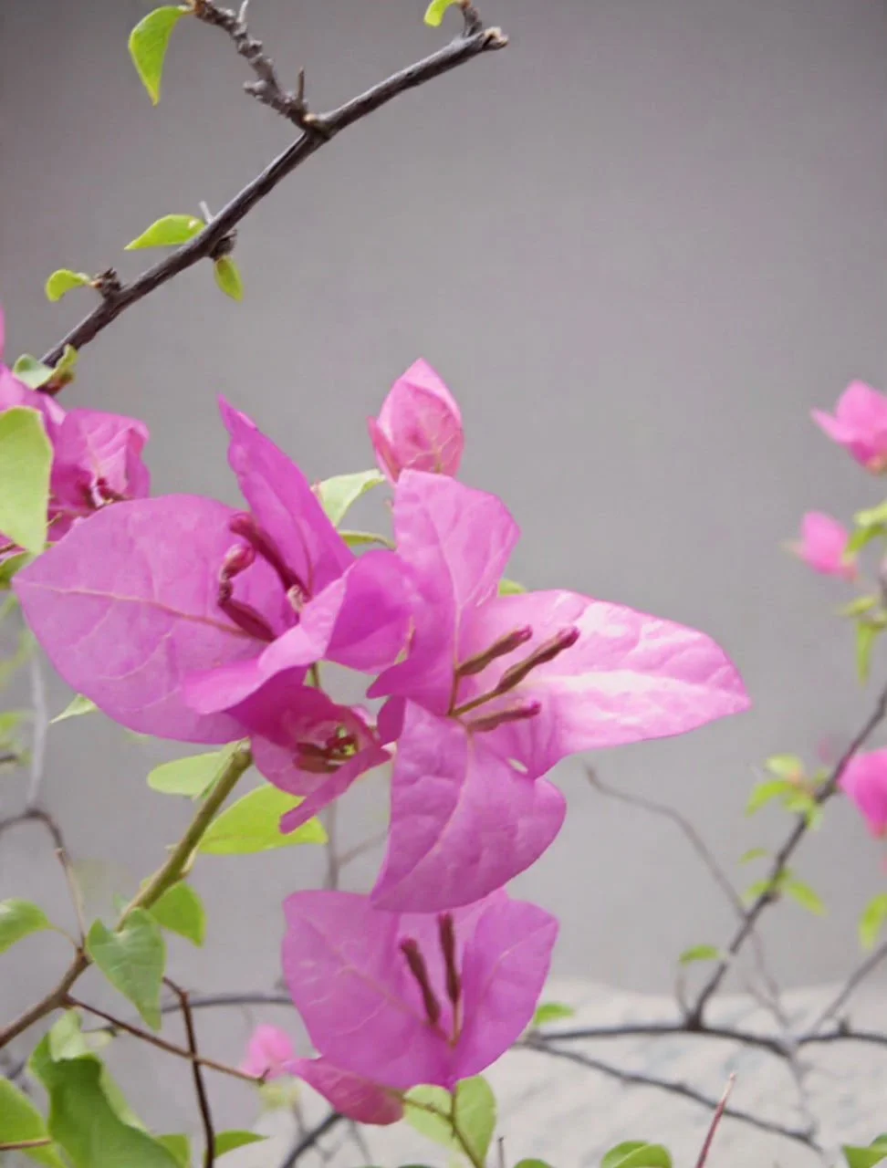 Pink Bougainvillea Studio Picture