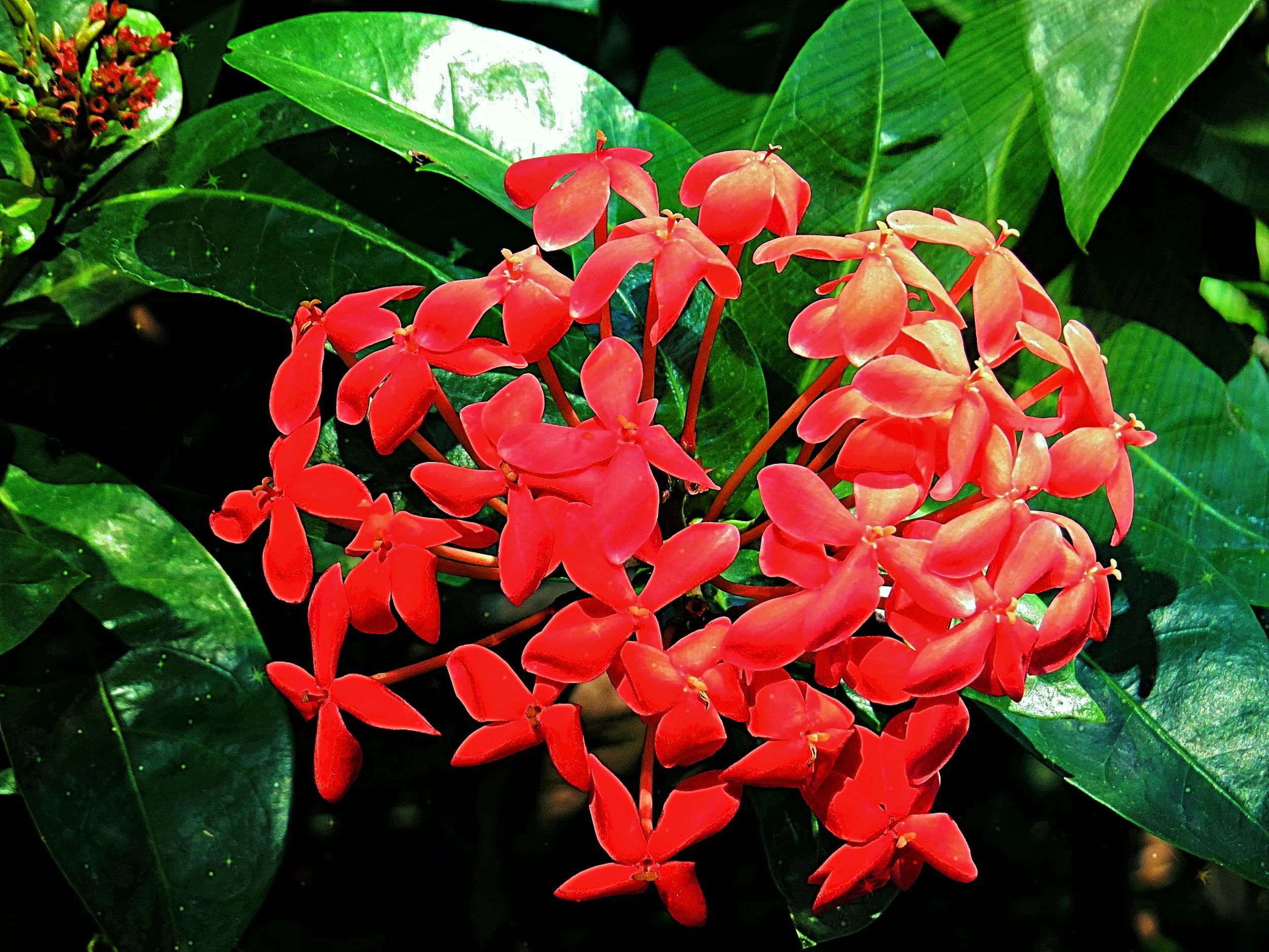 Red Flowers