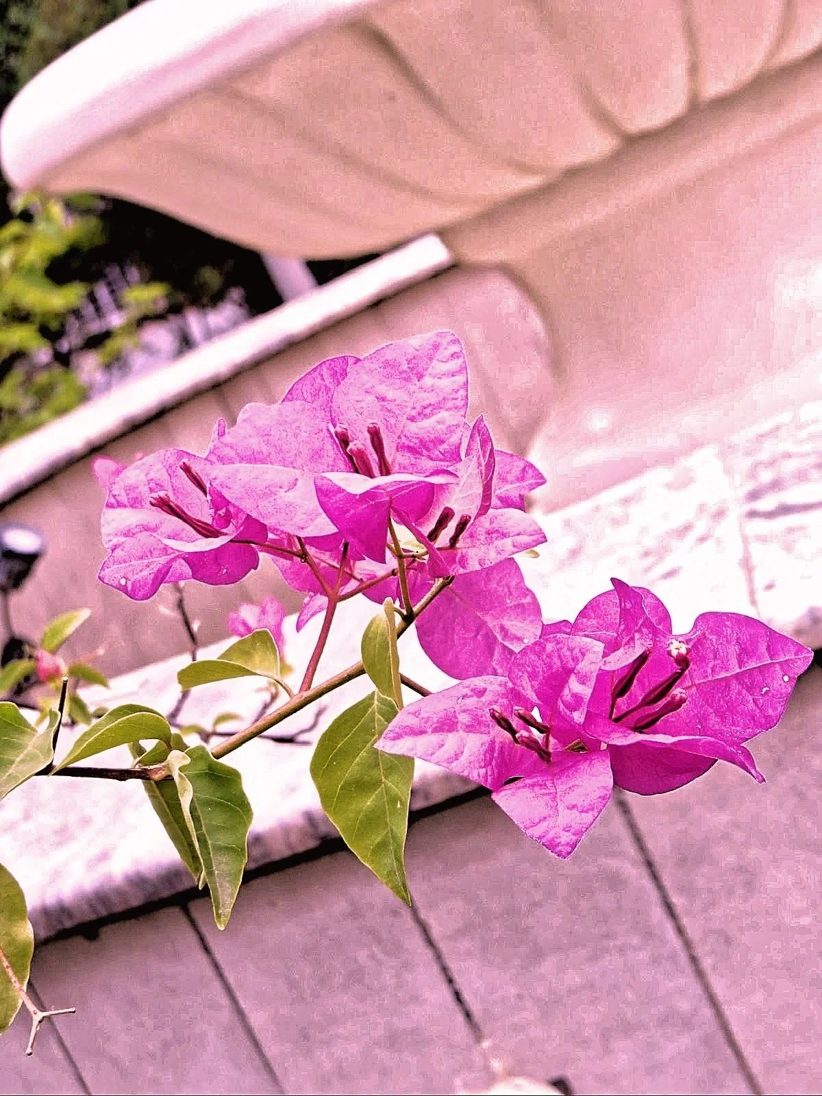 Pink+Bougainvillea+2.0+Picture.jpg