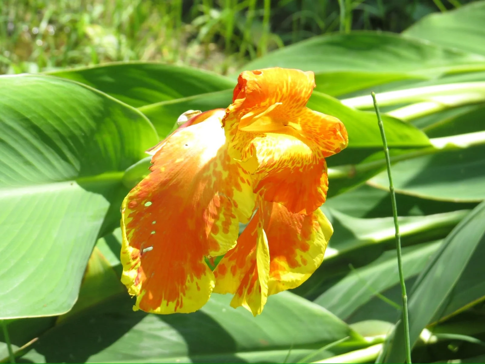 Orange Marigold (Genda) Picture