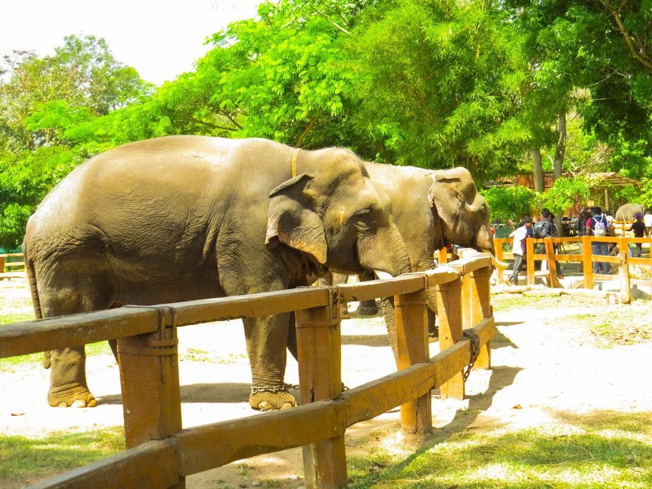 Two elephants standing in a zoo enclosure, surrounded by green trees and visitors in the background.