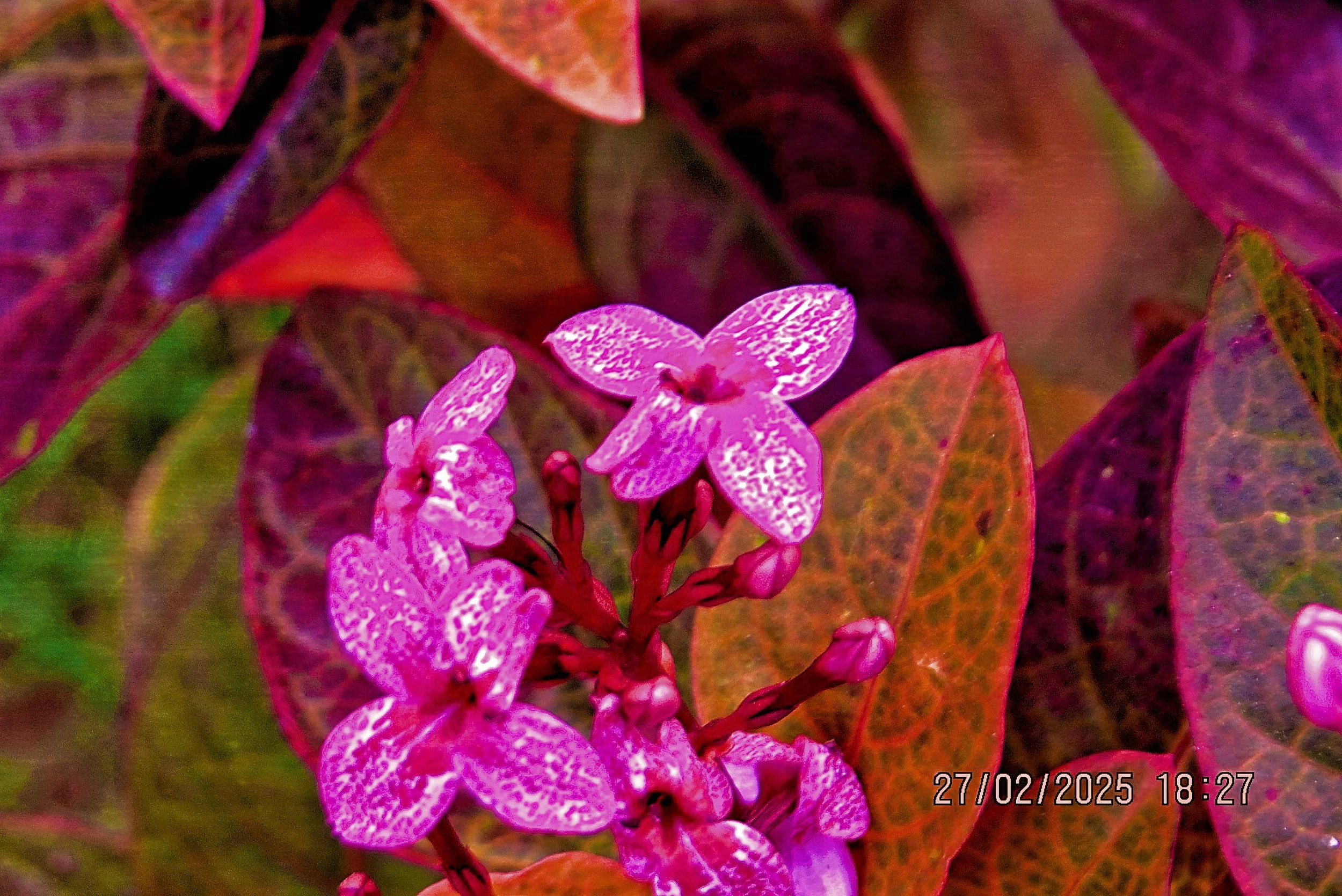 Ixora Flower