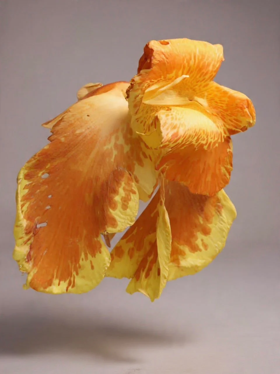 Orange Marigold (Genda) Studio Picture