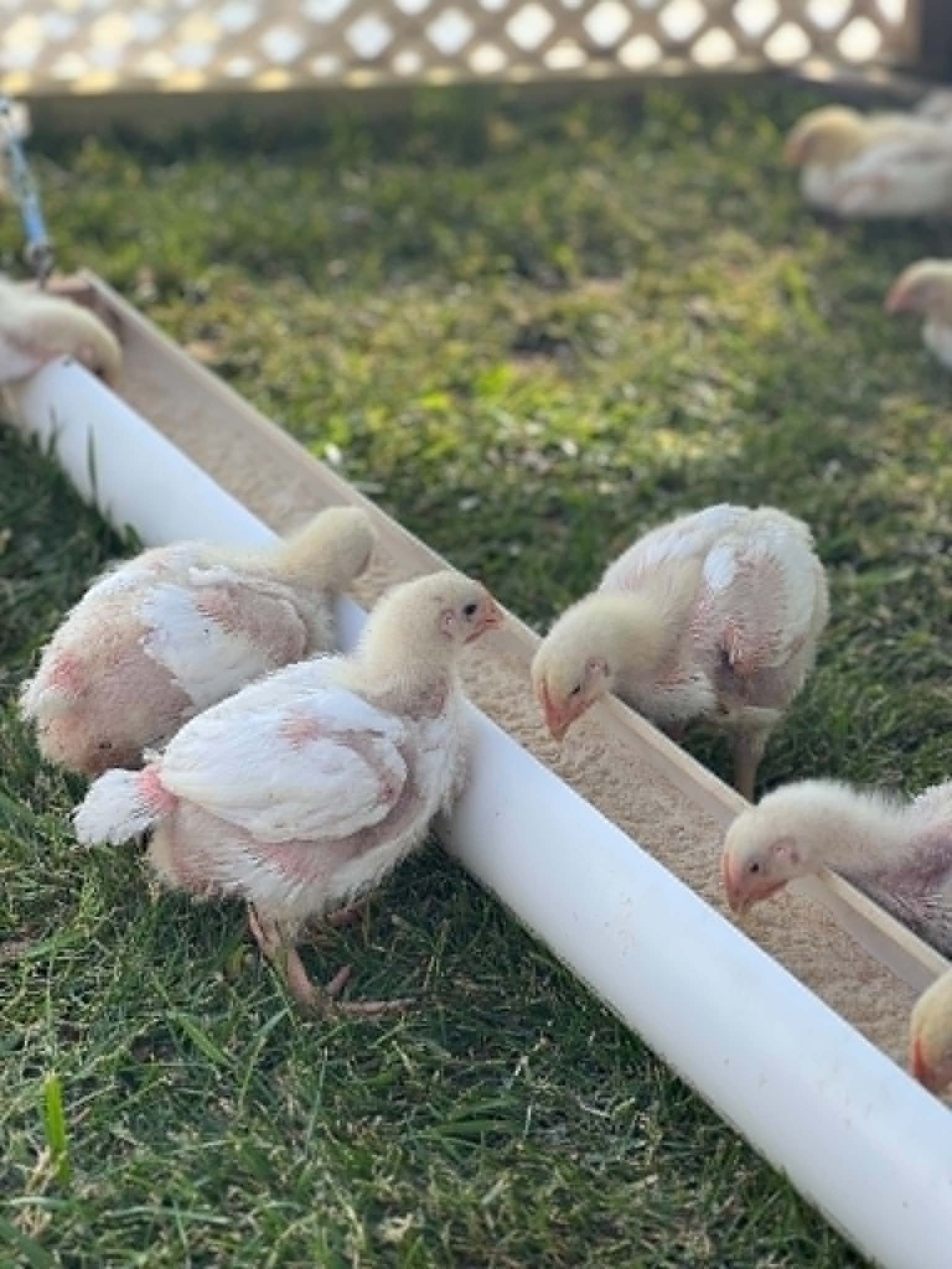Fresh pasture, full feeders, happy birds.