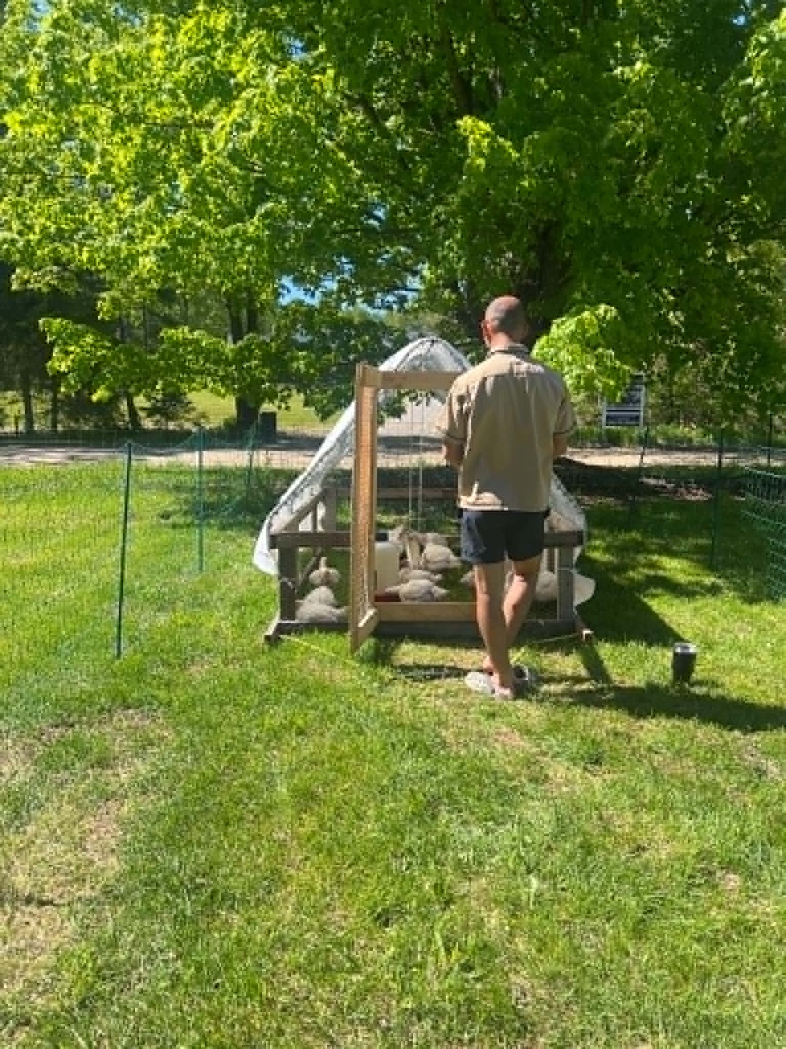 Moving the chicken tractor to fresh grass, part of the daily routine.
