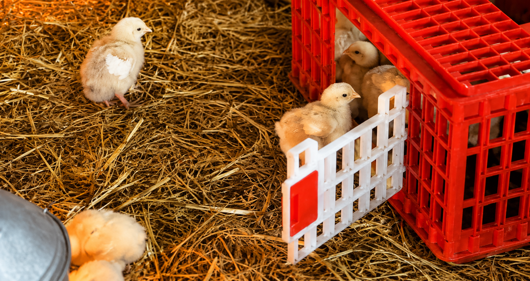The chicks found the crate and immediately claimed it as their new clubhouse. 😂