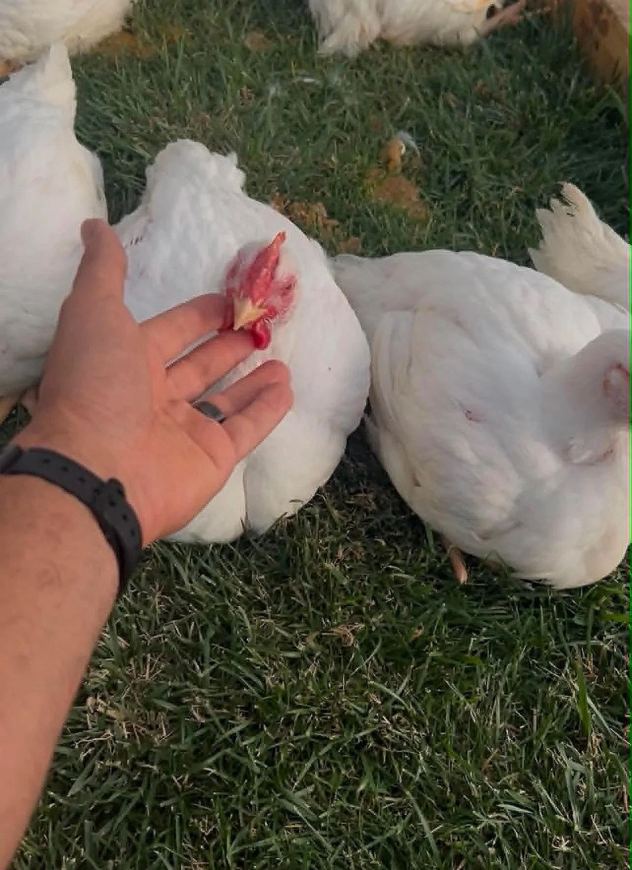 Our meat birds out on pasture, apparently head scratches are part of the daily care too.