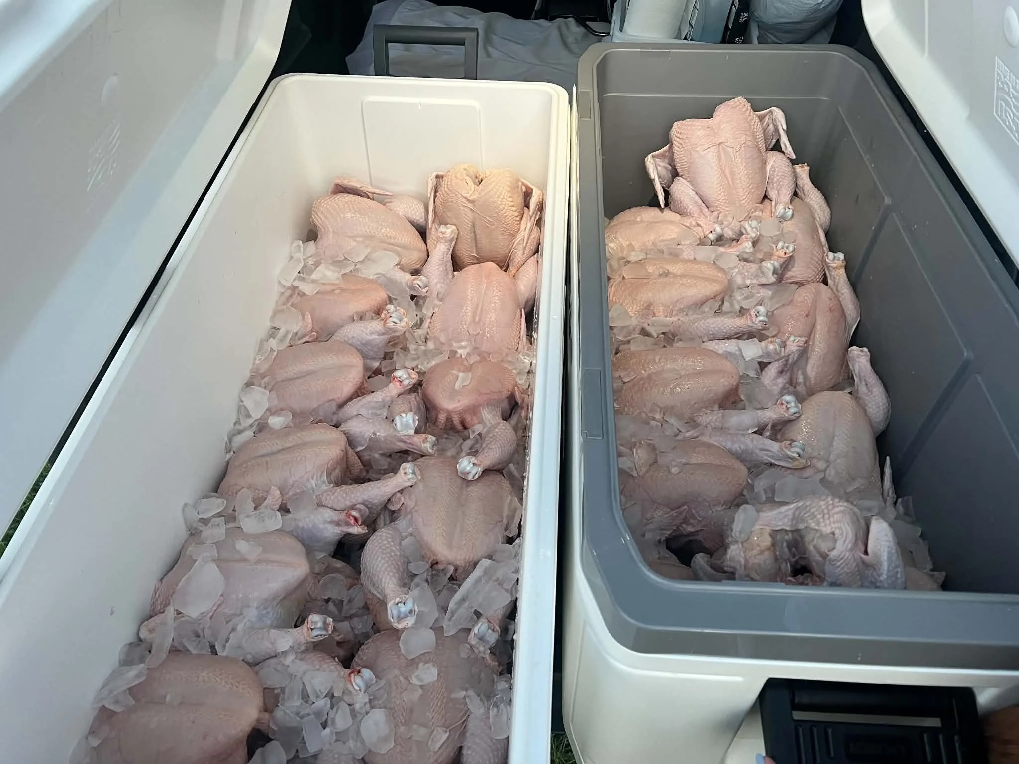 Processing day, birds chilled and ready for the next step.