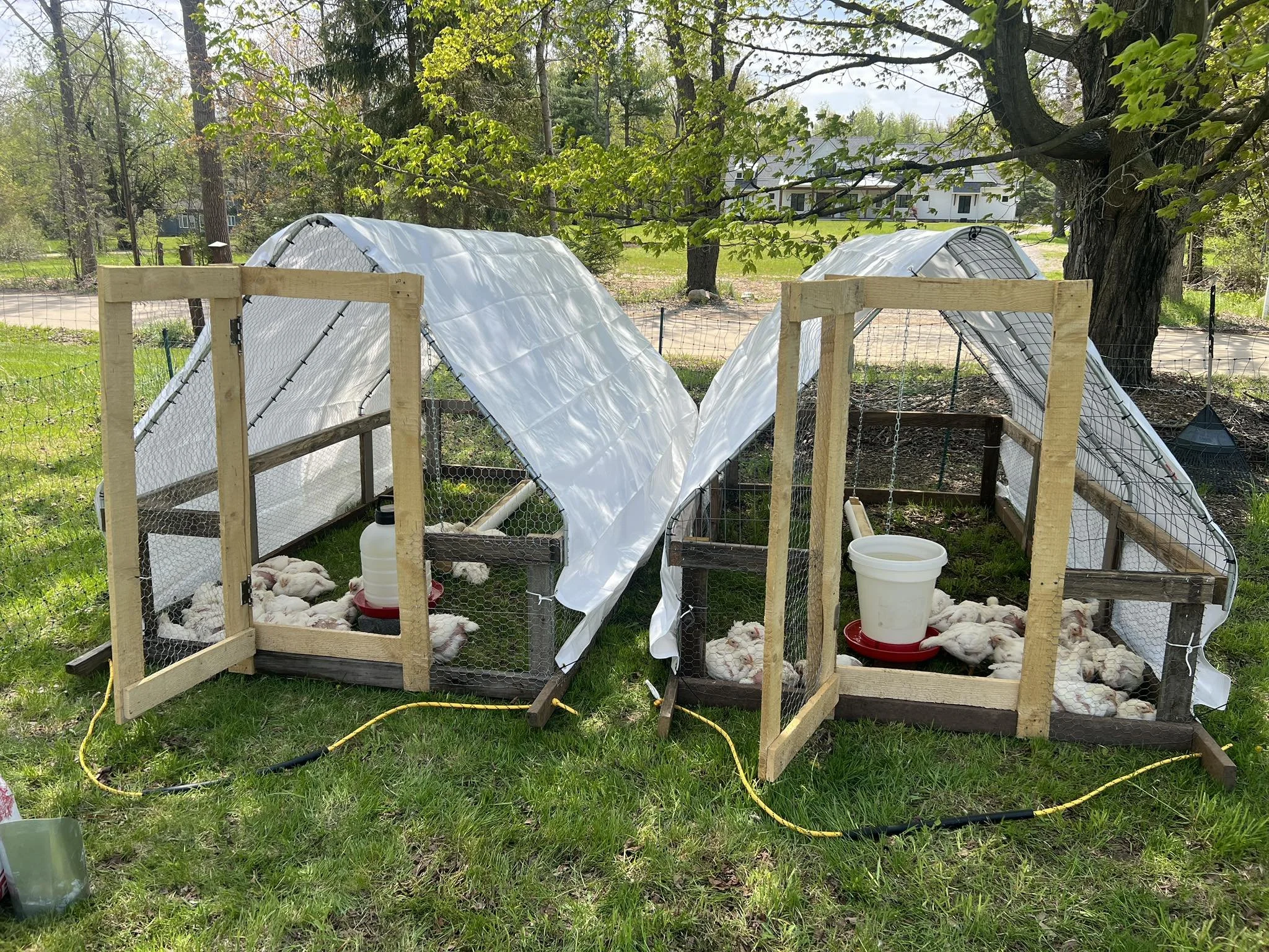 The daily move, fresh grass for the birds, yesterday’s spot left behind, and we do it all over again tomorrow. 🐔🌱