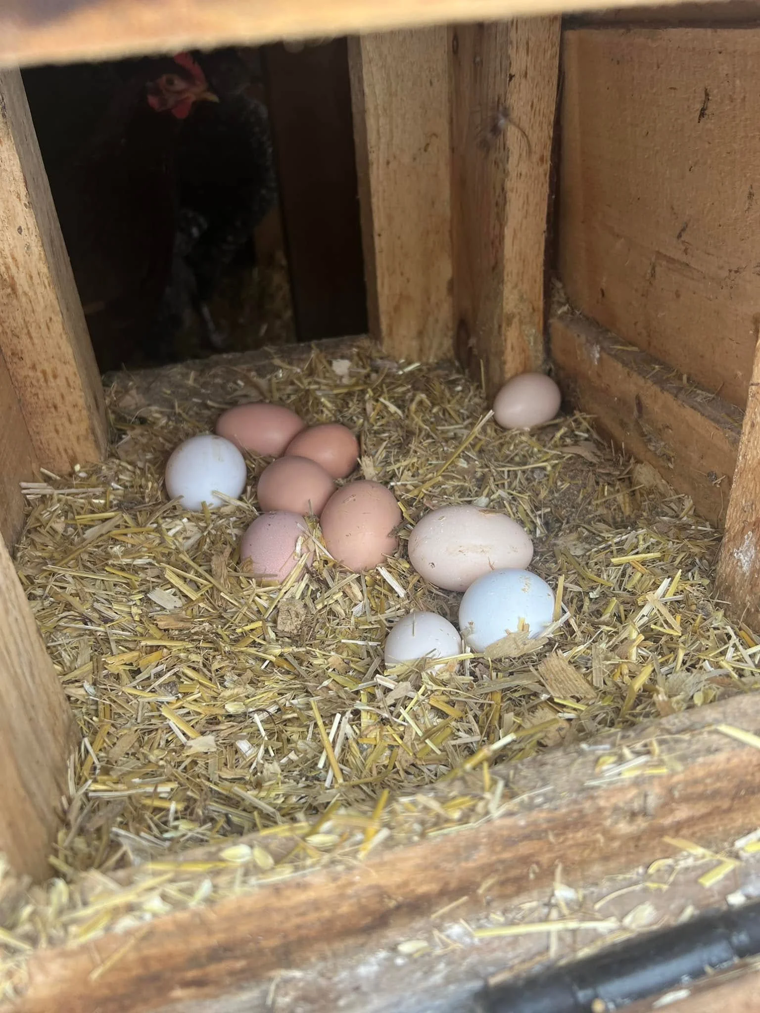 A full nesting box, fresh eggs in every shade. 🥚