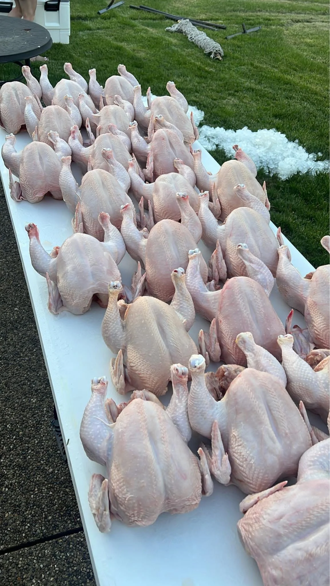 Processing day, one batch raised, cared for, and ready for the freezer.