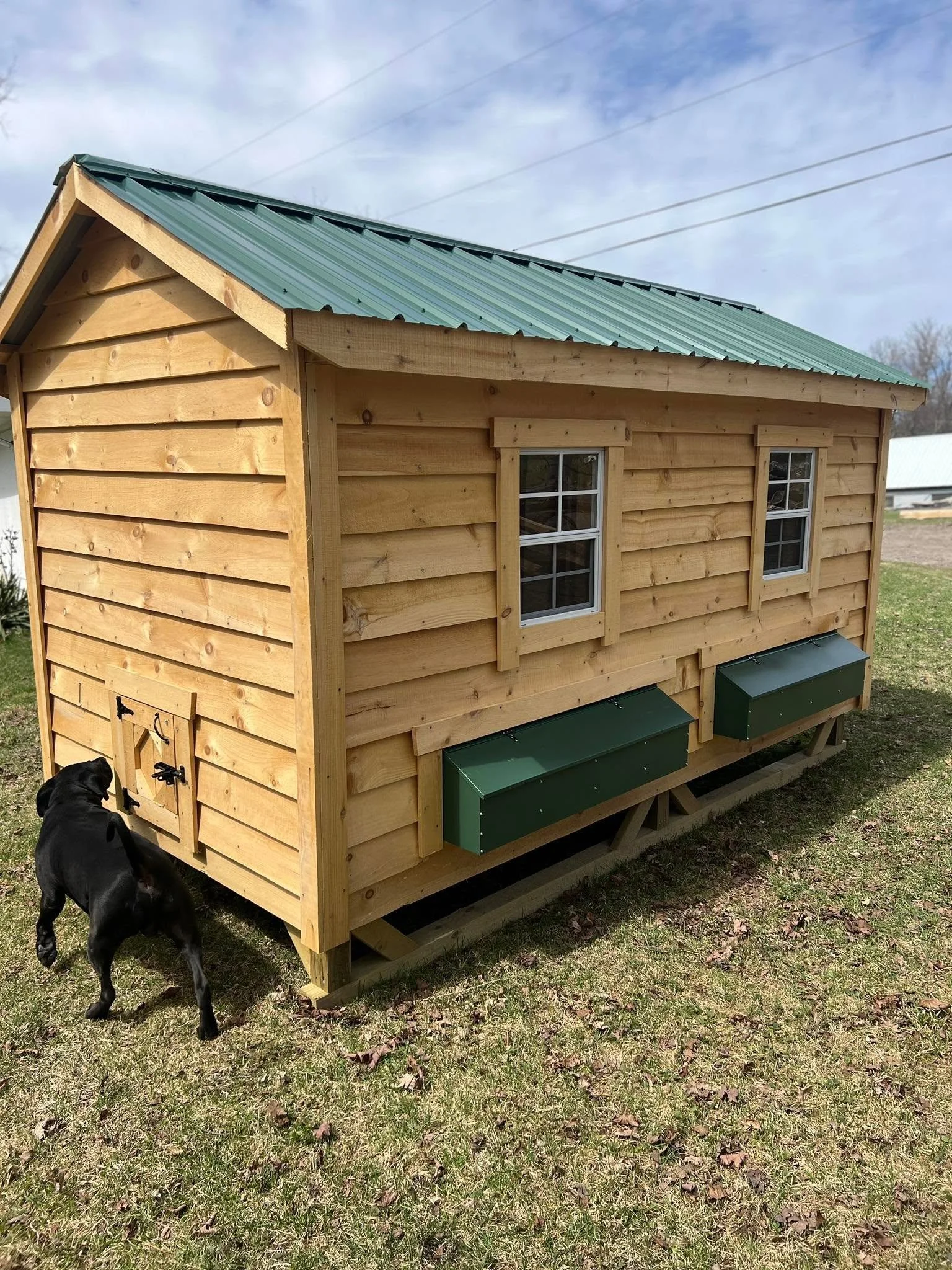 Our doggo MJ, making sure everything around the coop is exactly where it should be. 😂🐾