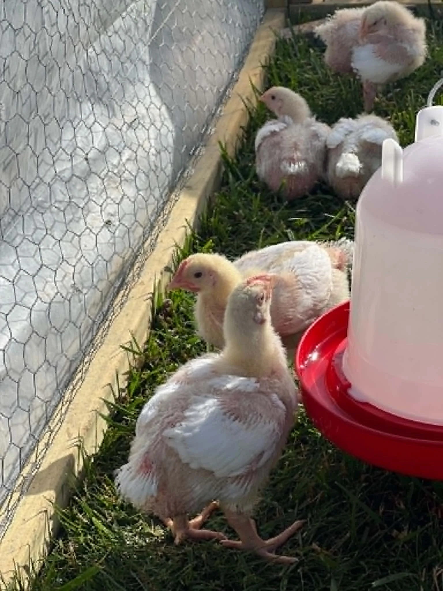 Cooling off by the waterer after another day out on pasture.