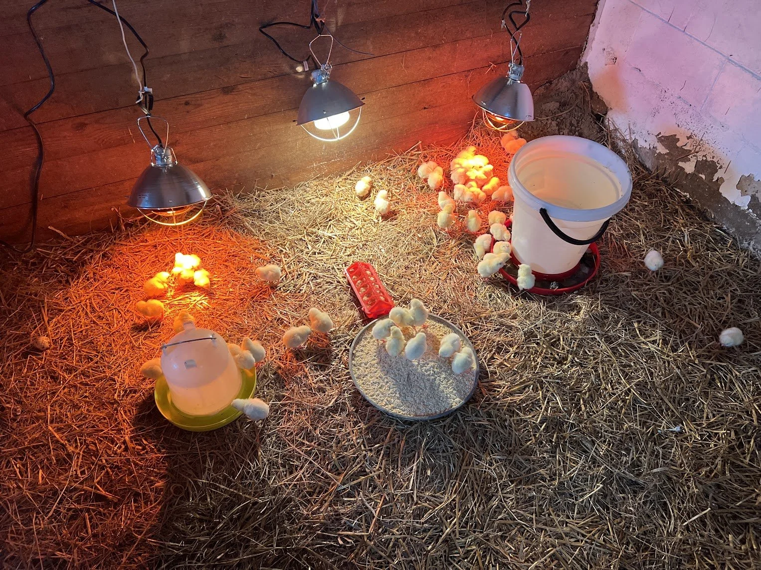 The brooder days. Keeping the little ones warm, fed, watered, and growing before they're ready to head out to pasture.
