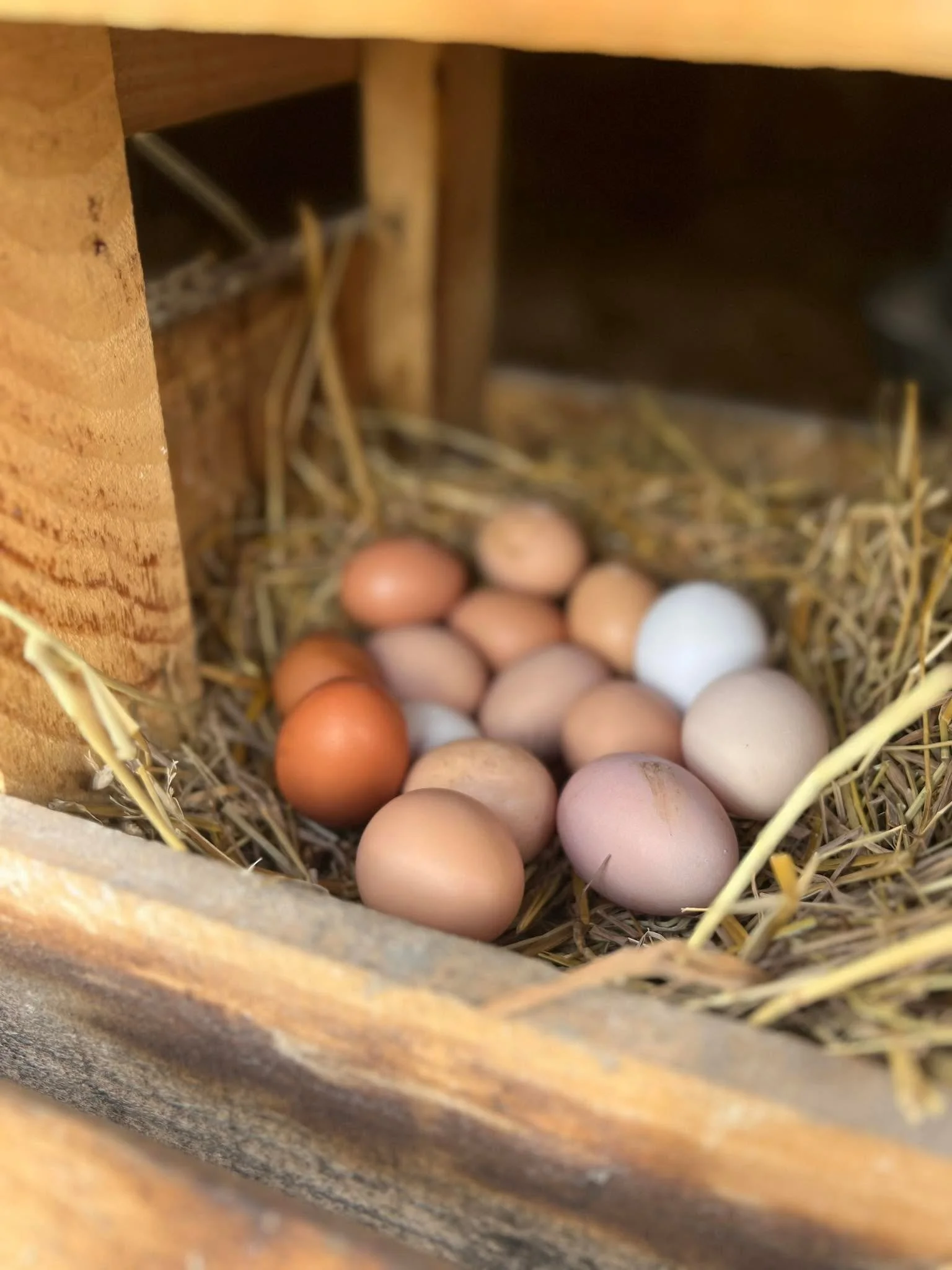 A nesting box packed with fresh eggs. The girls were putting in some serious work that day.