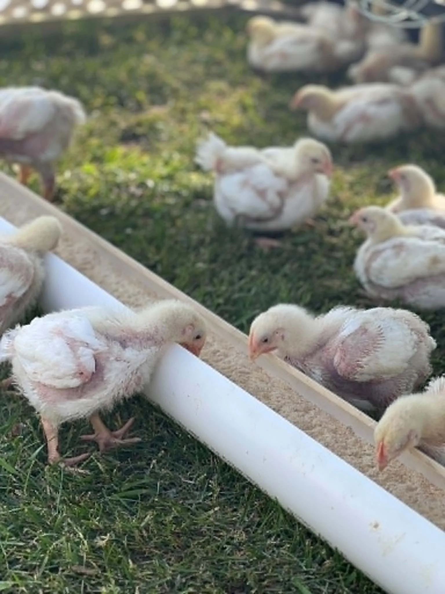 Everyone at the feeder, pasture time works up an appetite.