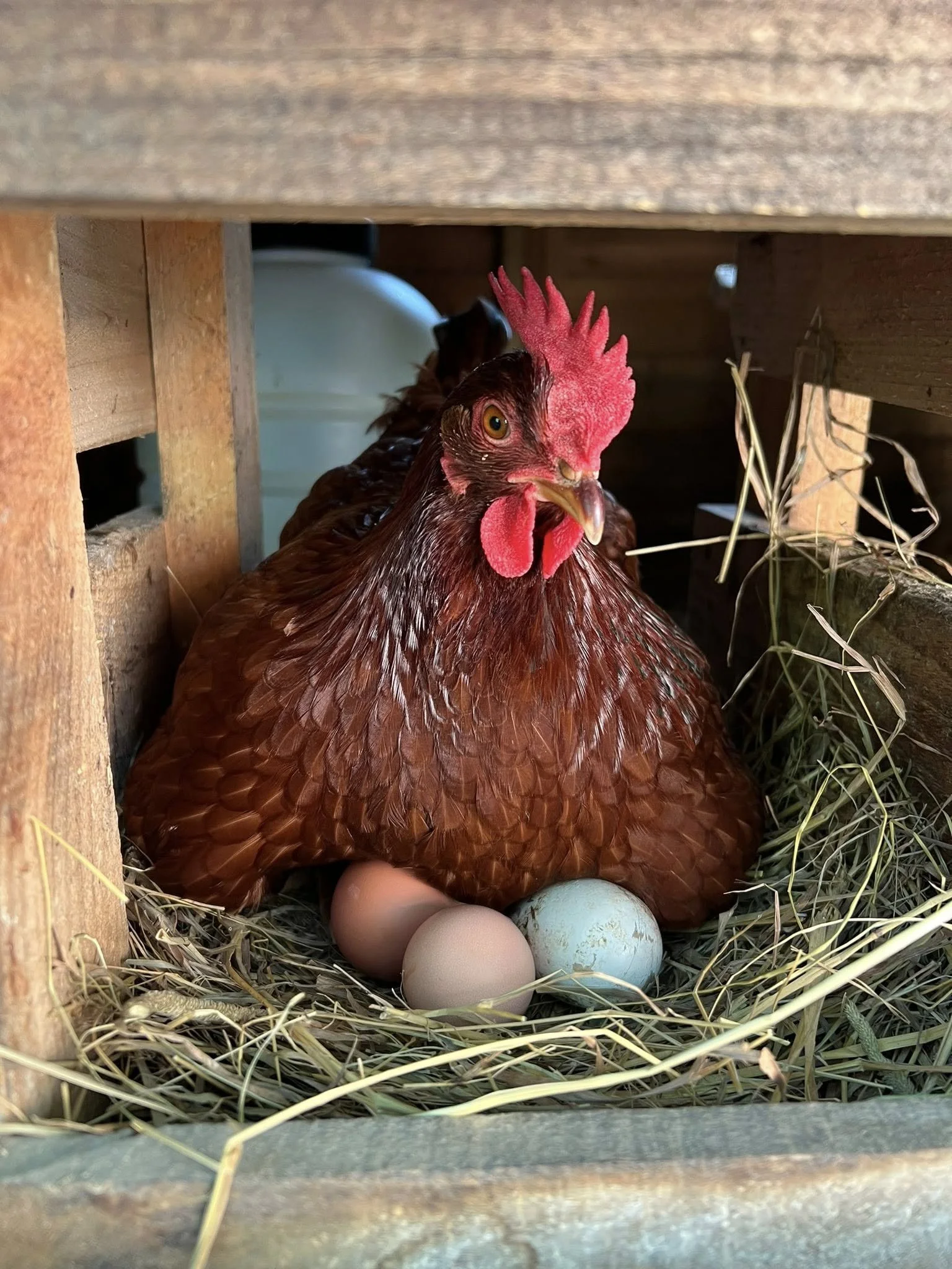 Meet Mabel, one of our laying hens, tucked into her favorite nesting spot with a fresh collection of colorful eggs. Just another day at Hayoo’s Farm.