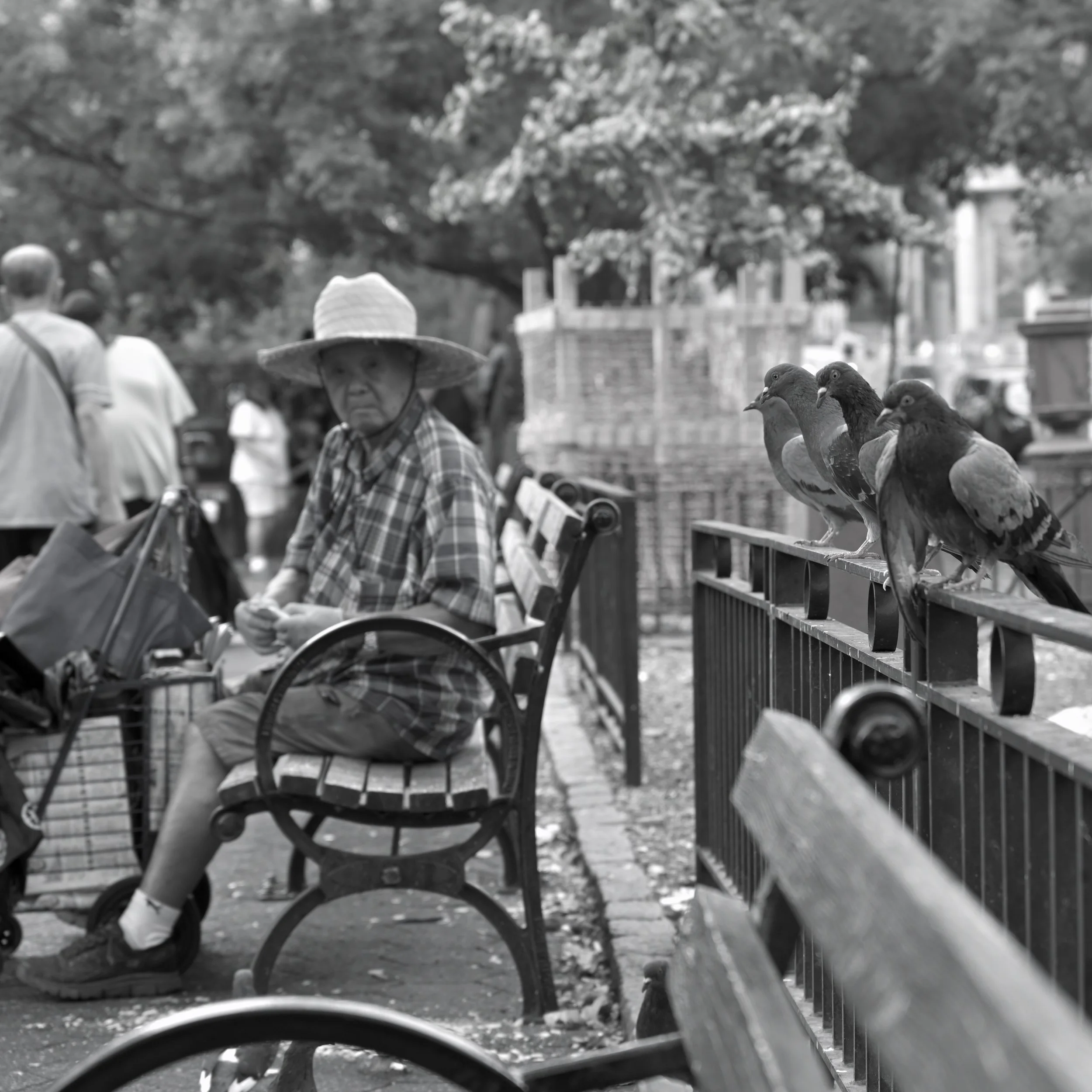A street scene with people walking, pigeons sitting on a metal railing, and trees in the background.